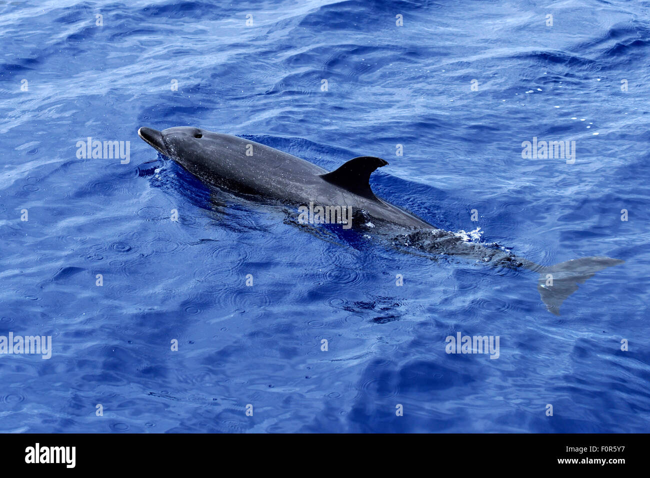 Dauphin tacheté de l'Atlantique (Stenella frontalis), nager dans l'océan Atlantique, Funchal, Madeira, Portugal Banque D'Images