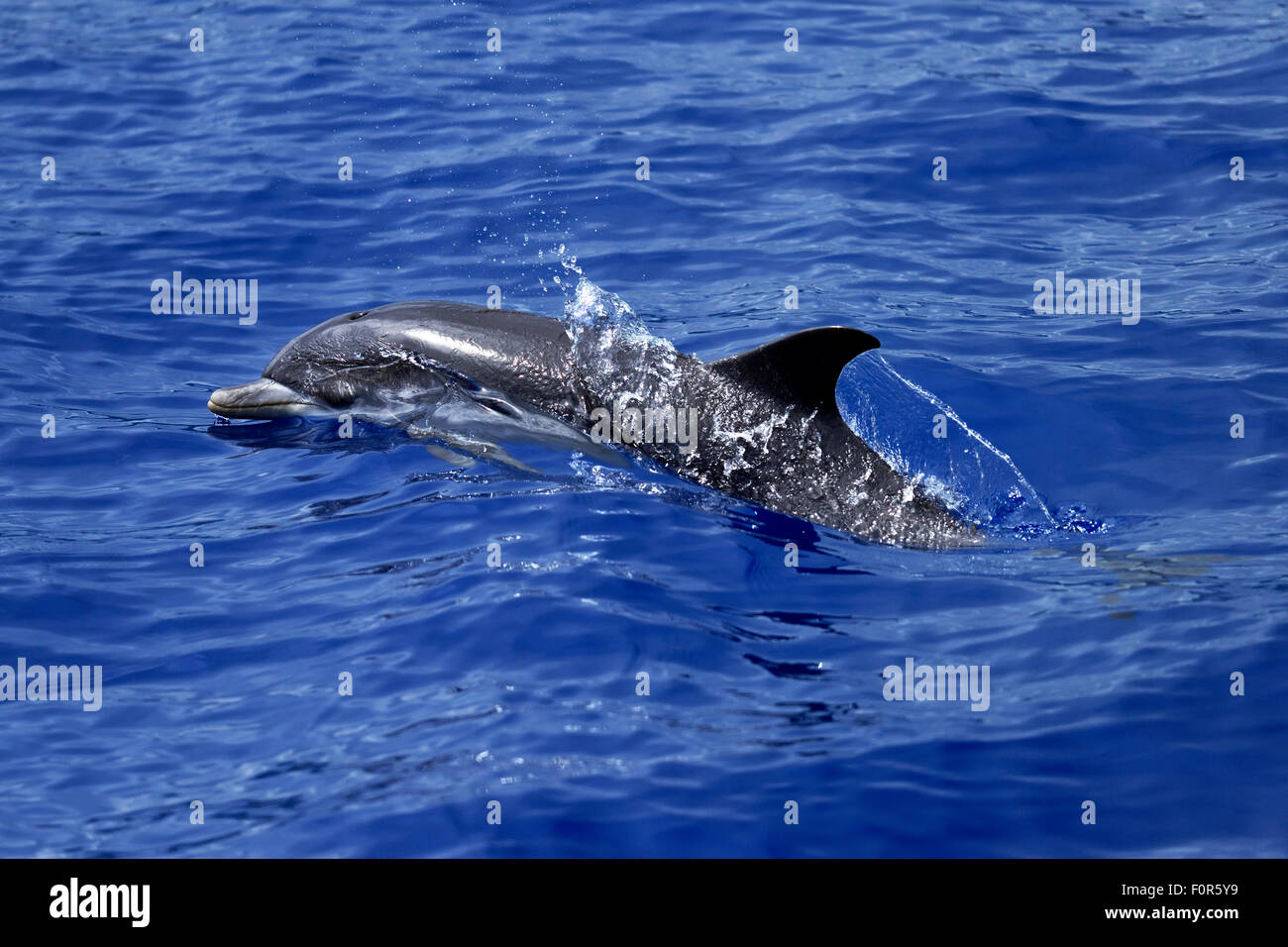 Dauphin tacheté de l'Atlantique (Stenella frontalis), nager dans l'océan Atlantique, Funchal, Madeira, Portugal Banque D'Images