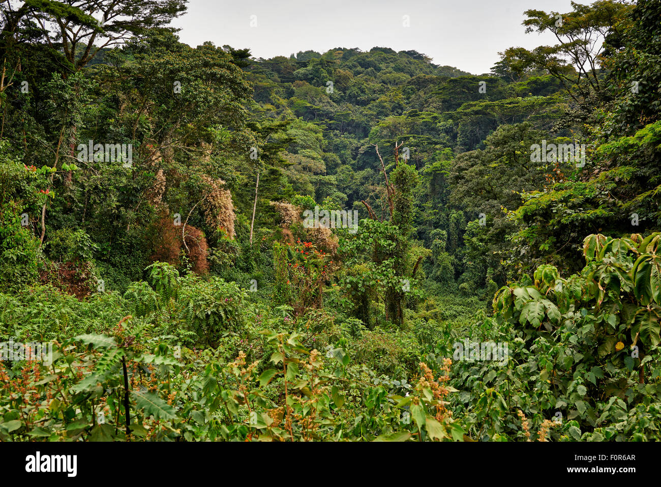 De la forêt impénétrable de Bwindi, en Ouganda, l'Afrique Banque D'Images