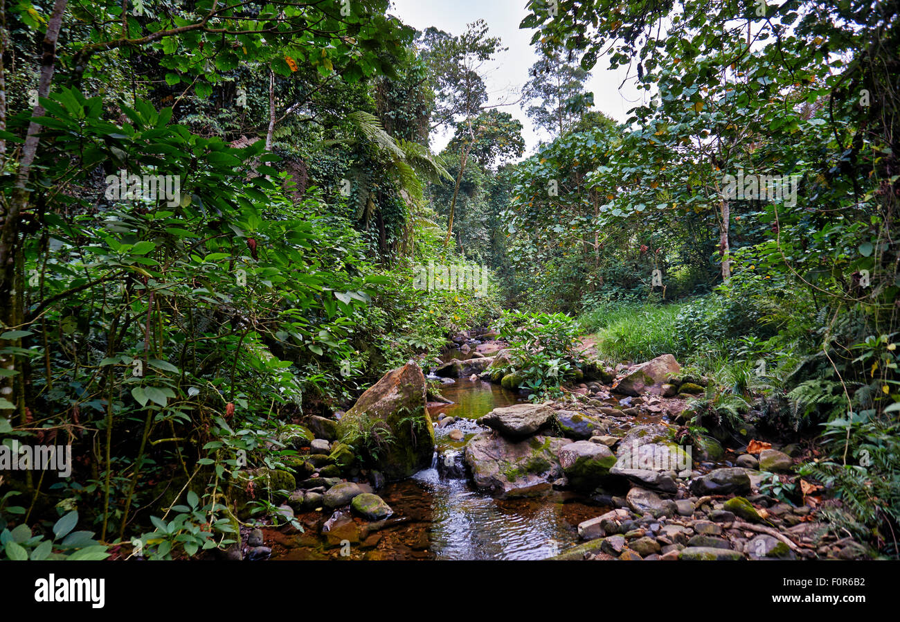 De la forêt impénétrable de Bwindi, en Ouganda, l'Afrique Banque D'Images