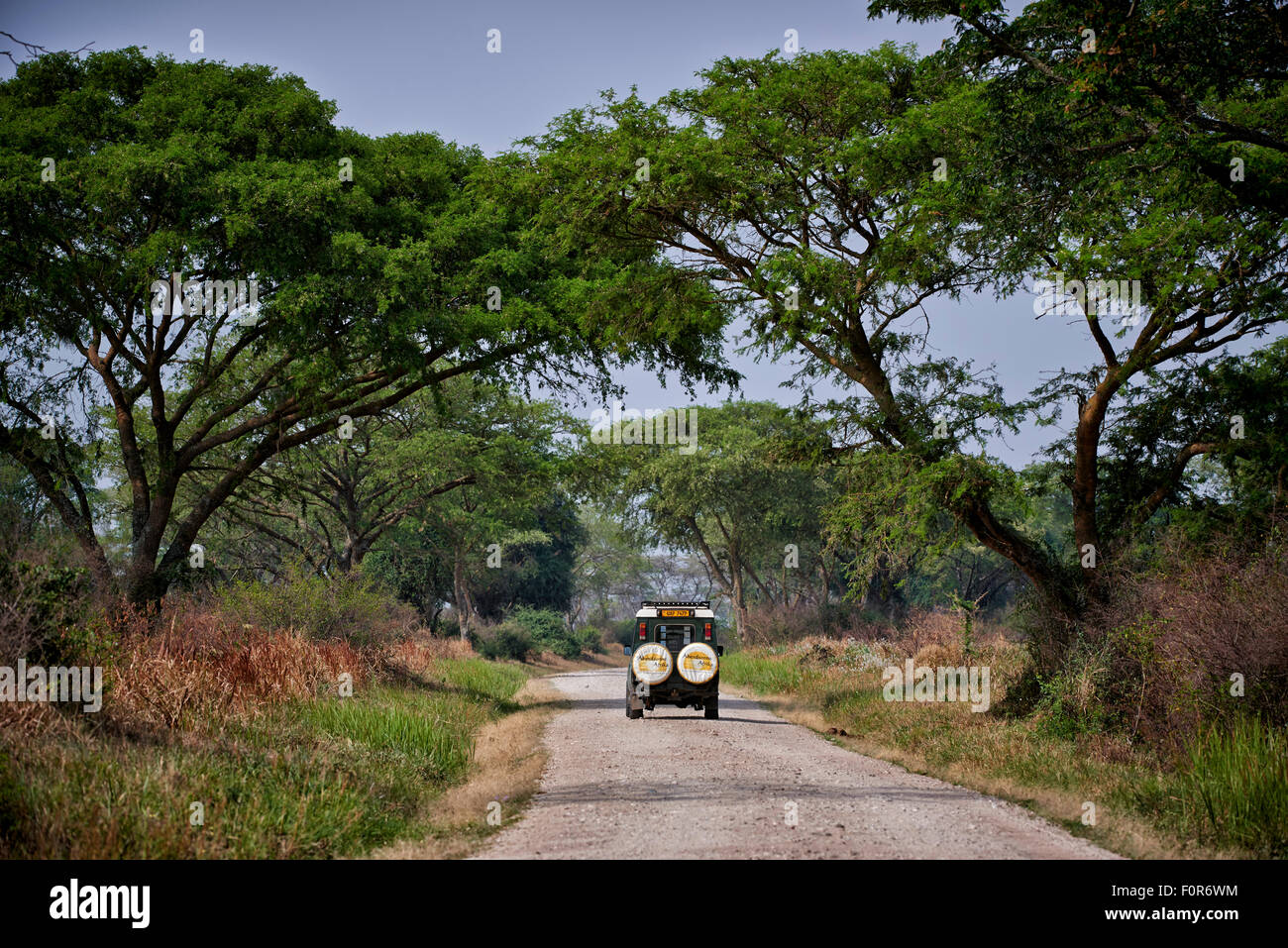 4x4 sur la route de gravier, entouré de grands arbres dans le Parc national Queen Elizabeth, l'Ouganda, l'Afrique Banque D'Images