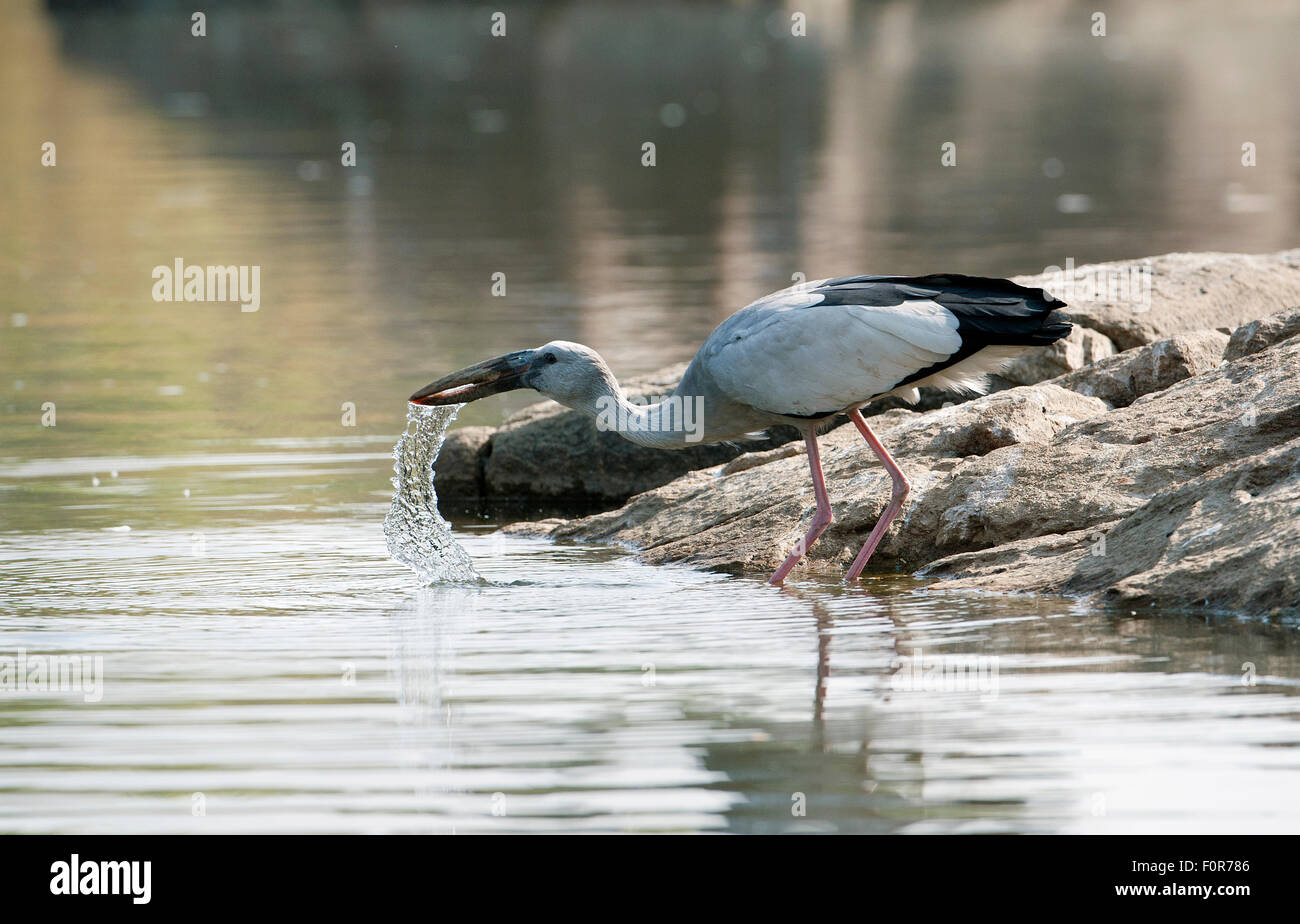 Asian Openbill Anastomus oscitante ( )dans Ranganthitoo Bird Sanctuary, Inde Banque D'Images