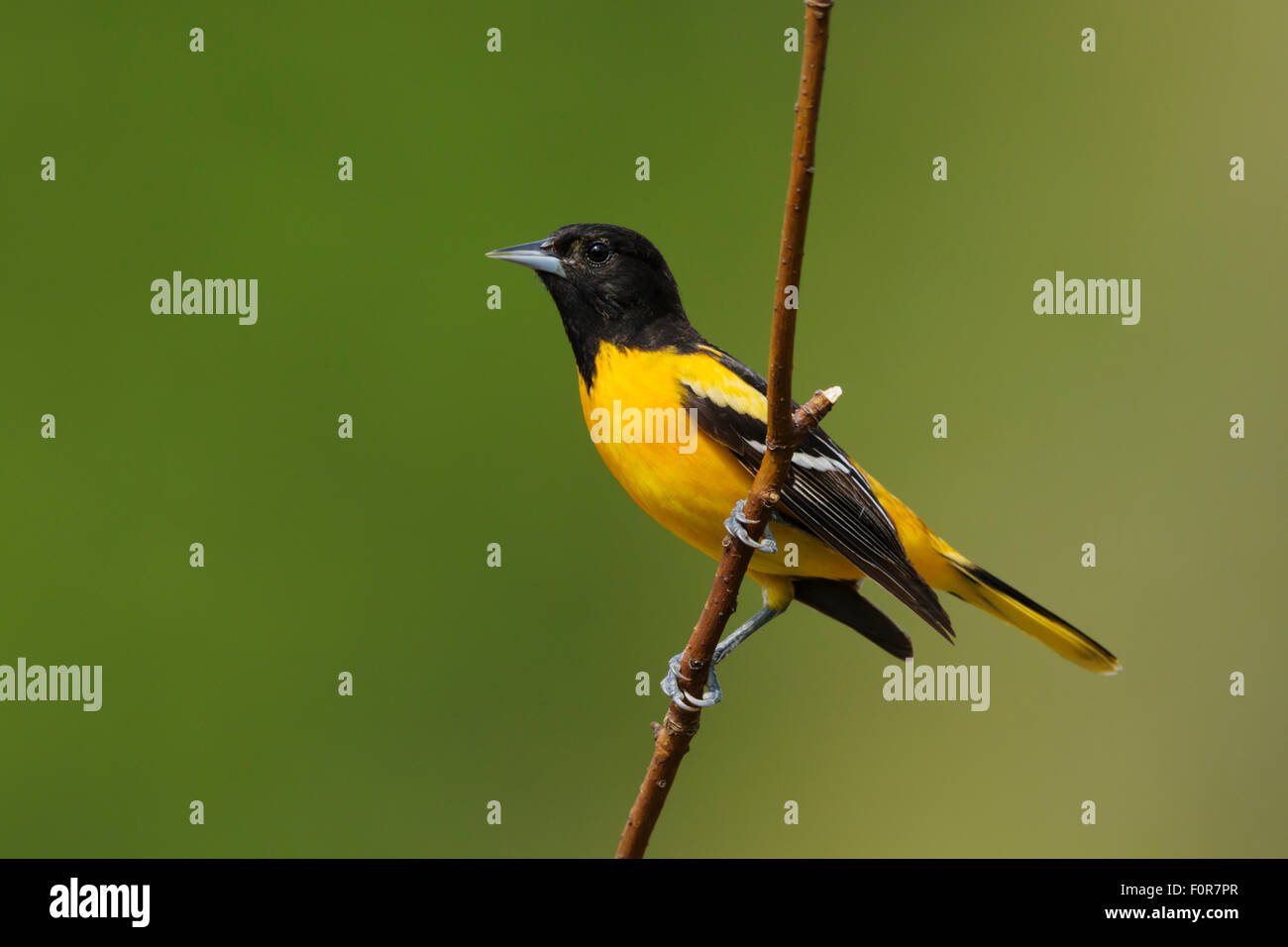 L'Oriole de Baltimore Icterus galbula mâle - Ontario, Canada BI027202 Banque D'Images