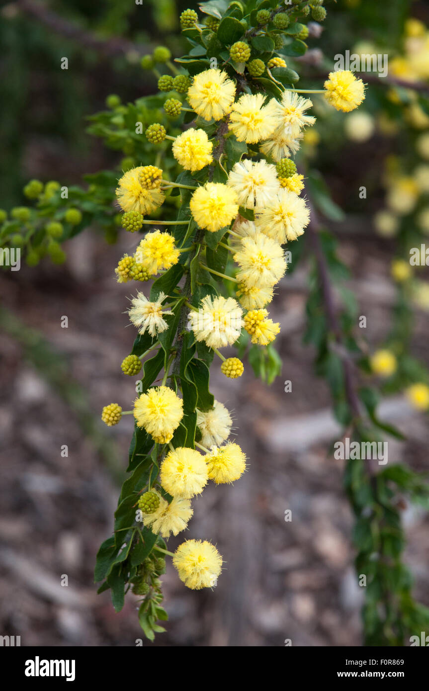 Merimbula wattle (mimosa), Acacia baileyana, au Westgate Park, Melbourne, Australie Banque D'Images