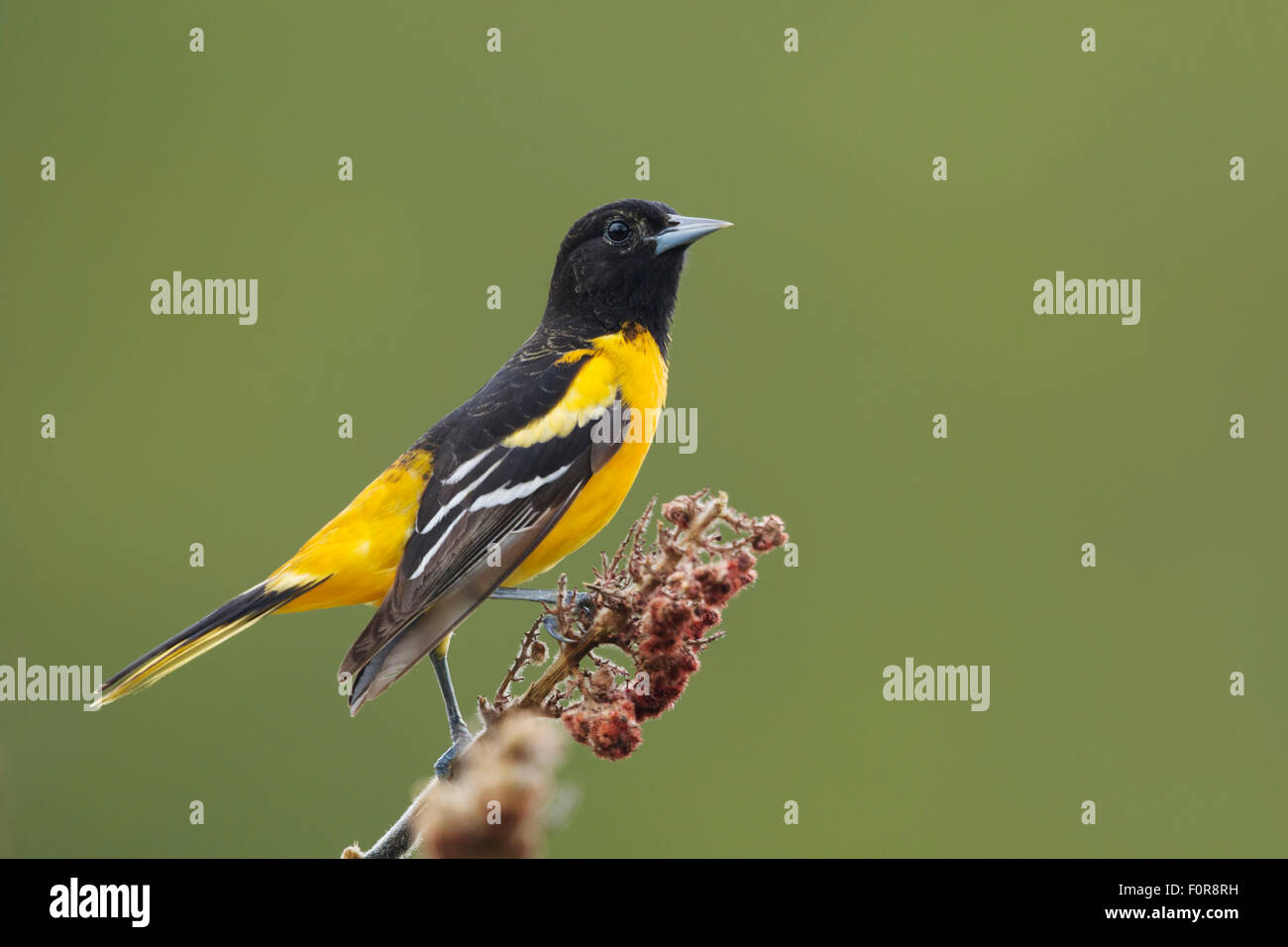 L'Oriole de Baltimore Icterus galbula mâle - Ontario, Canada BI027204 Banque D'Images