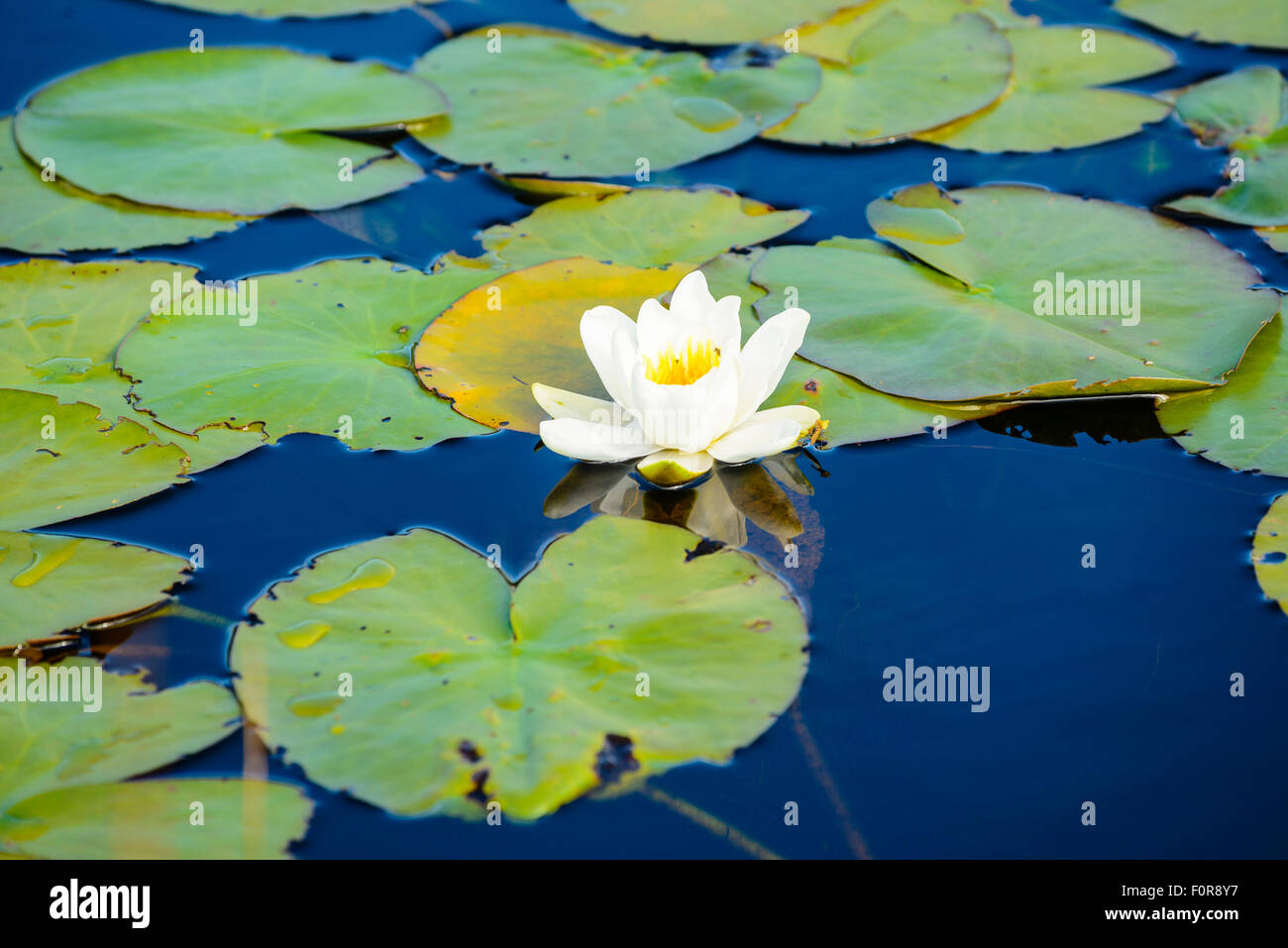 Nénuphar blanc Nymphaea alba en piscine à à Taynish National Nature Reserve au bord du Loch Sween Argyll Ecosse Banque D'Images