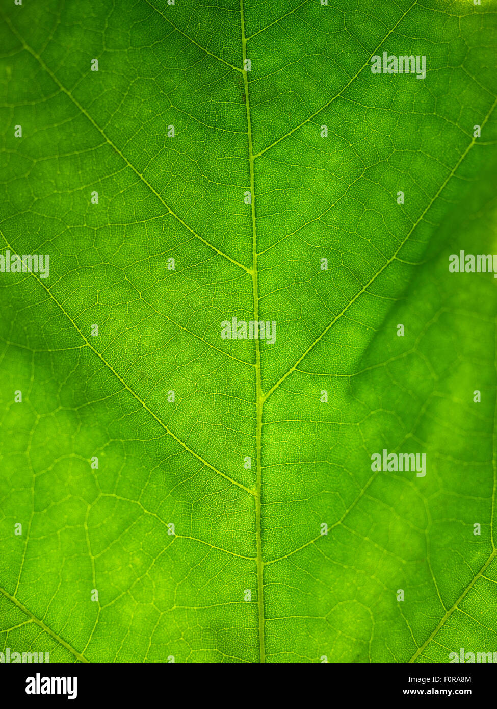 Gros plan d'une feuille verte, rétro-éclairé et full frame idéal pour une image d'arrière-plan Banque D'Images