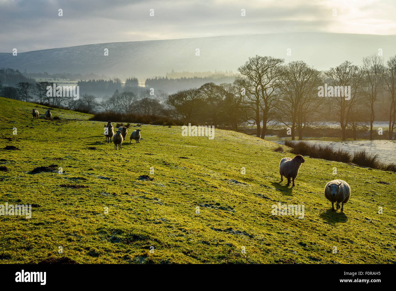 Moutons sur matin brumeux dans Wyresdale dans la forêt de Bowland Salon de Beauté Naturelle Exceptionnelle Lancashire Banque D'Images