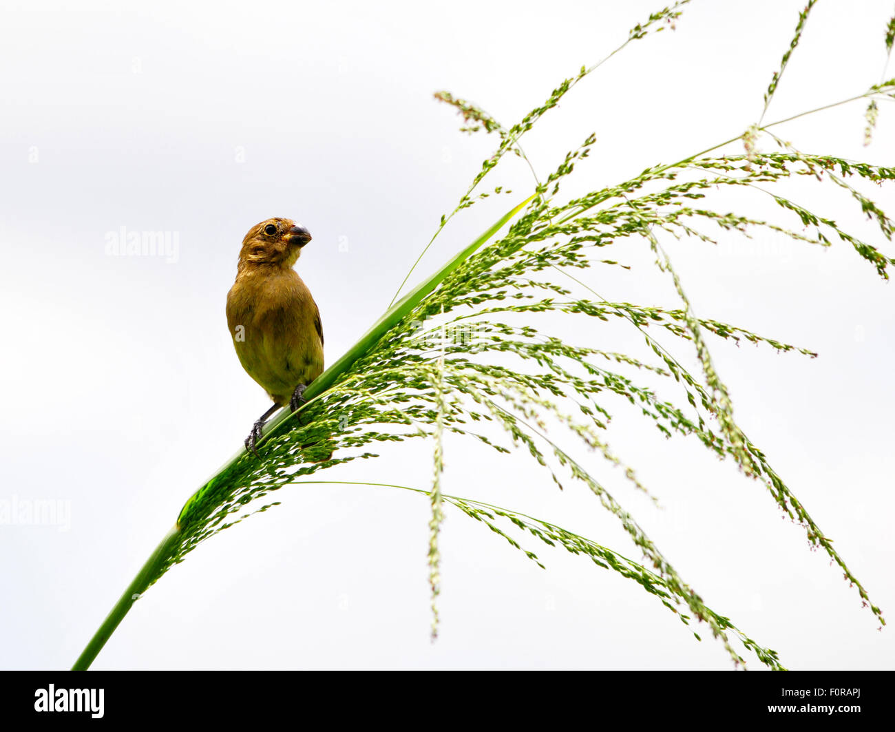 Belle Serin à ventre jaune (Sporophila torqueola )femme perché sur une branche d'arbre Banque D'Images