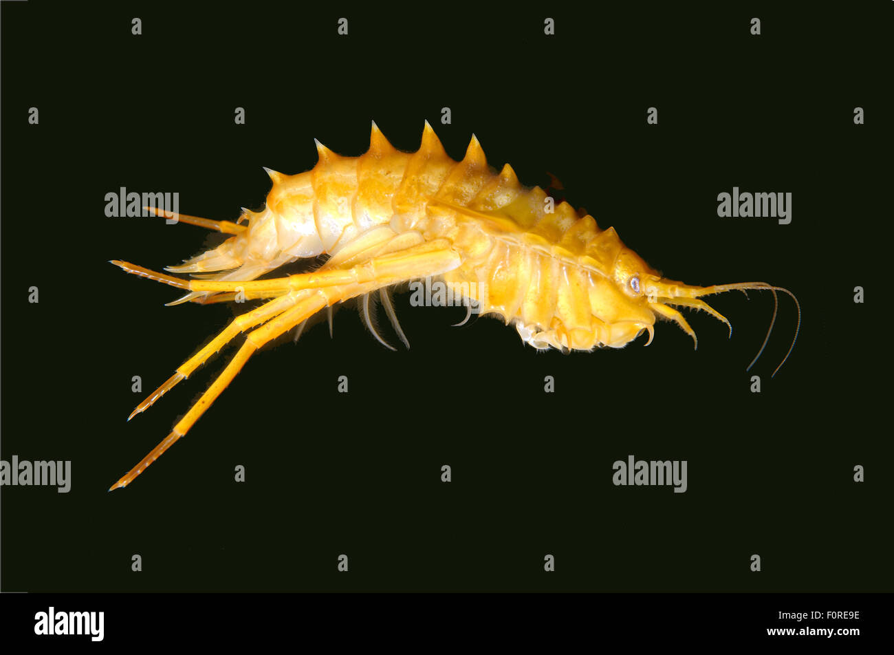 15 octobre 2014 - Lac Baikal, Sibérie, Russie - Gammarus (Eulimnogammarus verrucosus), le lac Baïkal, en Sibérie, la Fédération de Russie, de l'Eurasie. (Crédit Image : © Andrey Nekrasov/ZUMA/ZUMAPRESS.com) fil Banque D'Images
