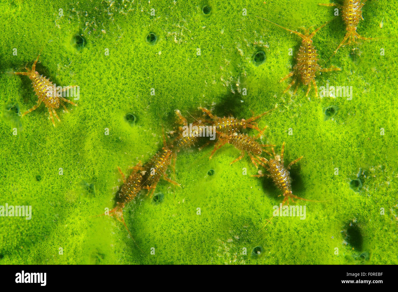 15 octobre 2014 - Lac Baikal, Sibérie, Russie - (Brandtia Gammaridés parasitica) Lac Baïkal, Sibérie, Fédération de Russie, de l'Eurasie (Image Crédit : © Andrey Nekrasov/ZUMA/ZUMAPRESS.com) fil Banque D'Images