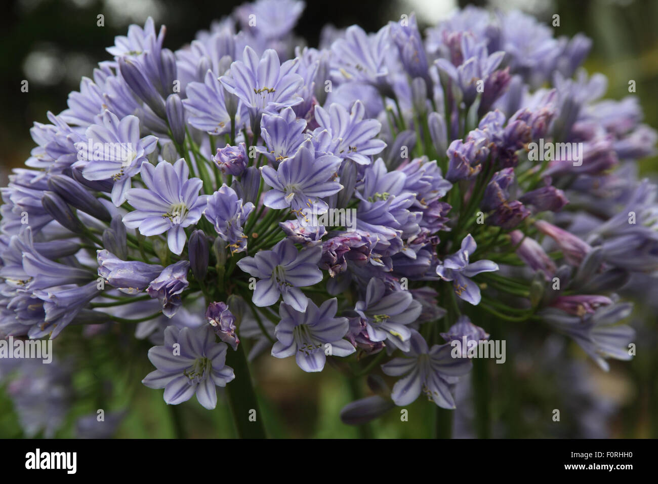 Agapanthus 'Loch Hope' close up of flowers Photo Stock - Alamy