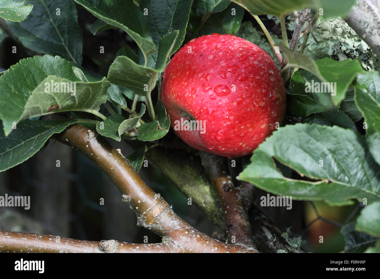 Malus domestica 'Beauty of Bath' Apple close up de fruits mûrs Banque D'Images