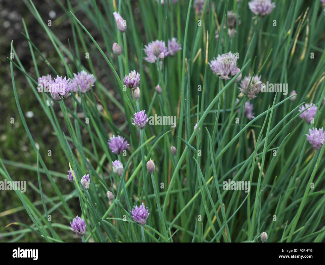 Allium schoenoprasum 'Polycross' Ciboulette close up of plant Banque D'Images