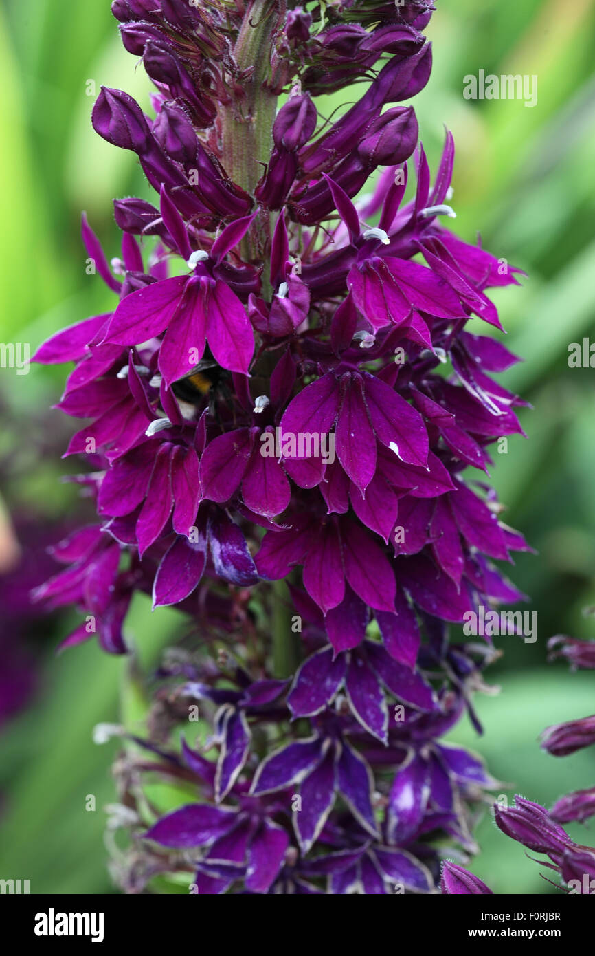 Lobelia x speciosa 'Hadspen Purple' close up of flower Banque D'Images