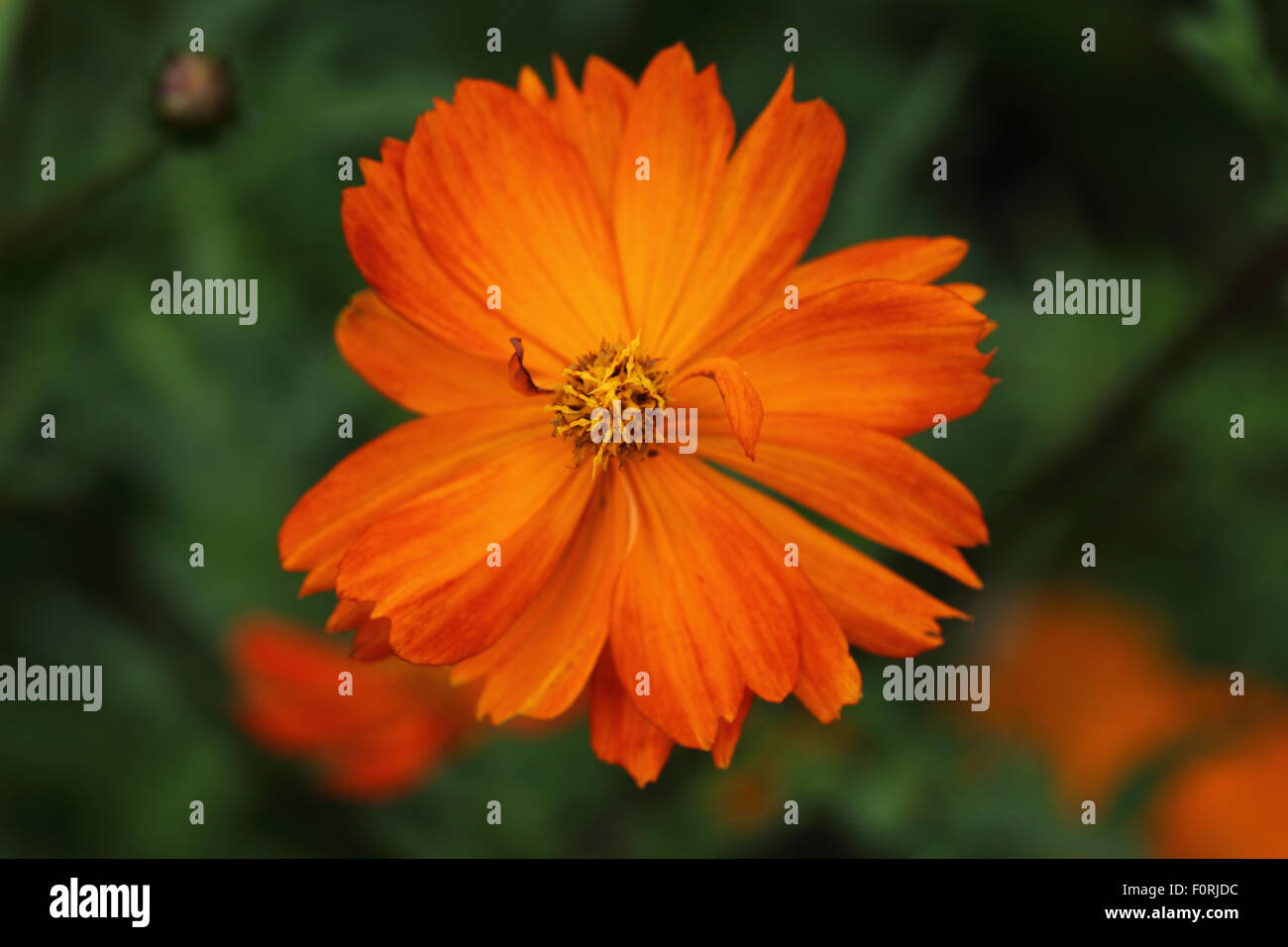 Cosmos sulphureus 'Polidor' close up of flower Banque D'Images