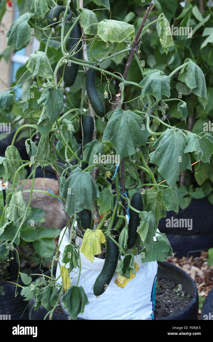 Didymella bryoniae le concombre de la tige tige attaques entraînant le flétrissement et la mort des plantes en arketmore "concombre" Banque D'Images
