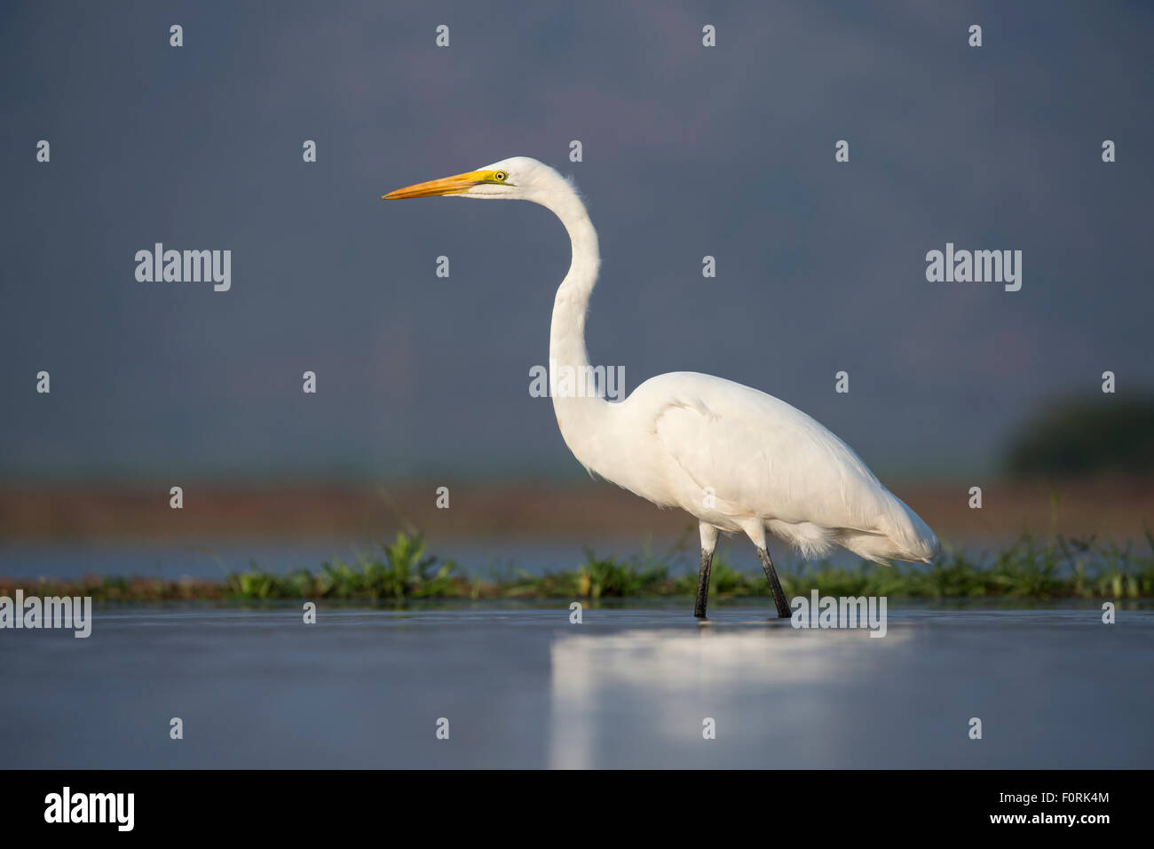 Grande aigrette (Ardea alba), Zimanga Private Game Reserve, KwaZulu-Natal, Afrique du Sud Banque D'Images