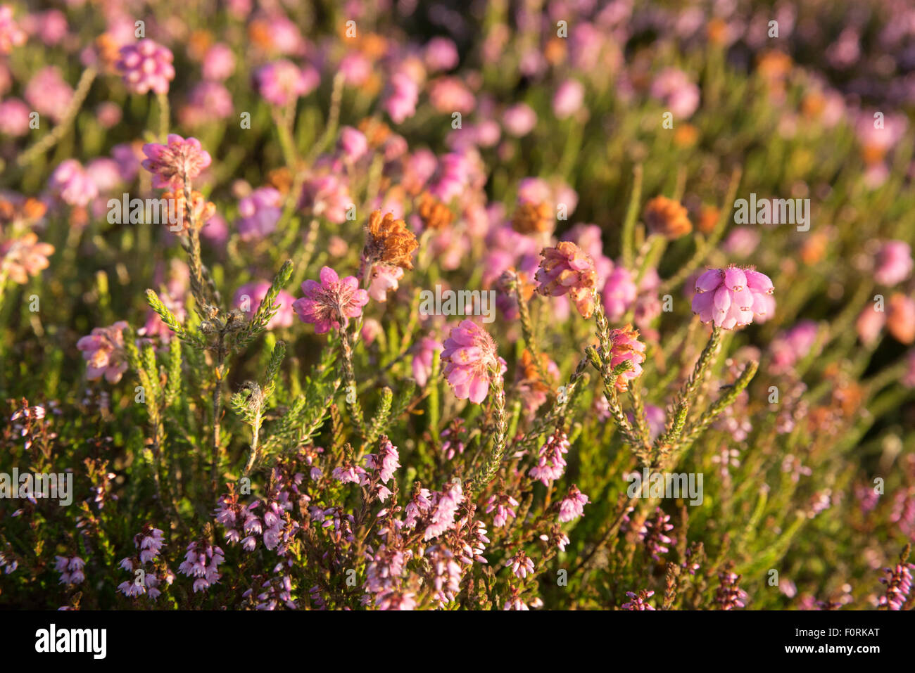 Close up of Heather en fleur le Wheeldale Moor, le North Yorkshire Moors, l'Angleterre, Août 2015 Banque D'Images