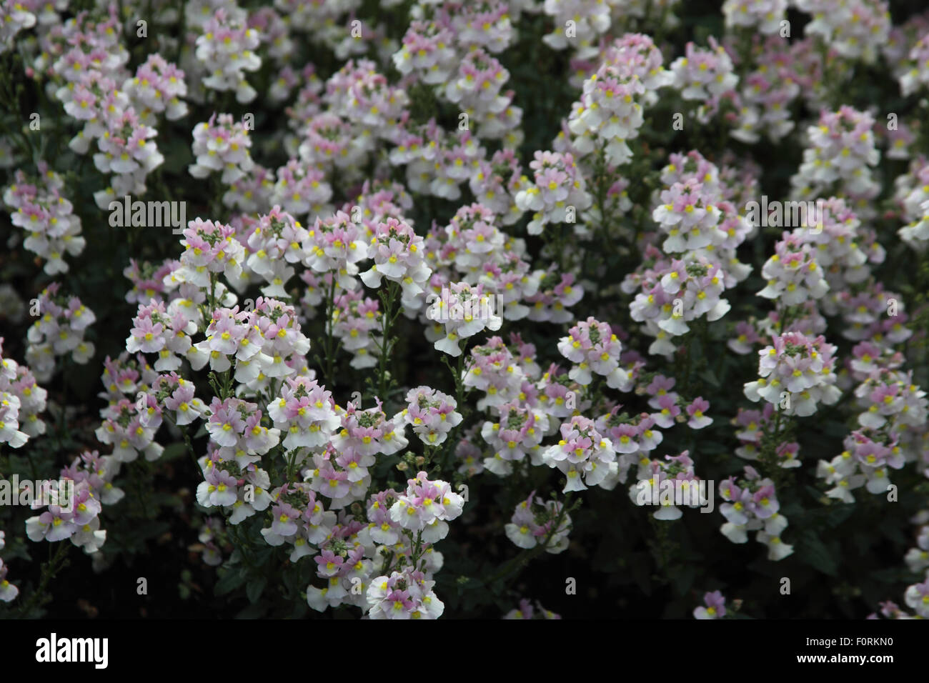 Nemisia «aritima Lady' parfumées plante en fleur Banque D'Images