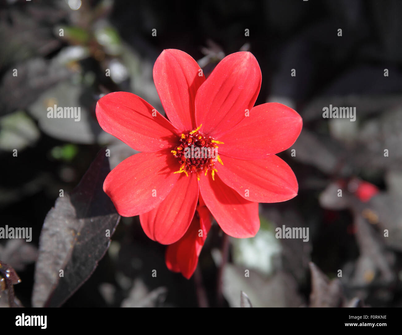 Dahlia 'Mystic' Enchantement close up of flower Banque D'Images