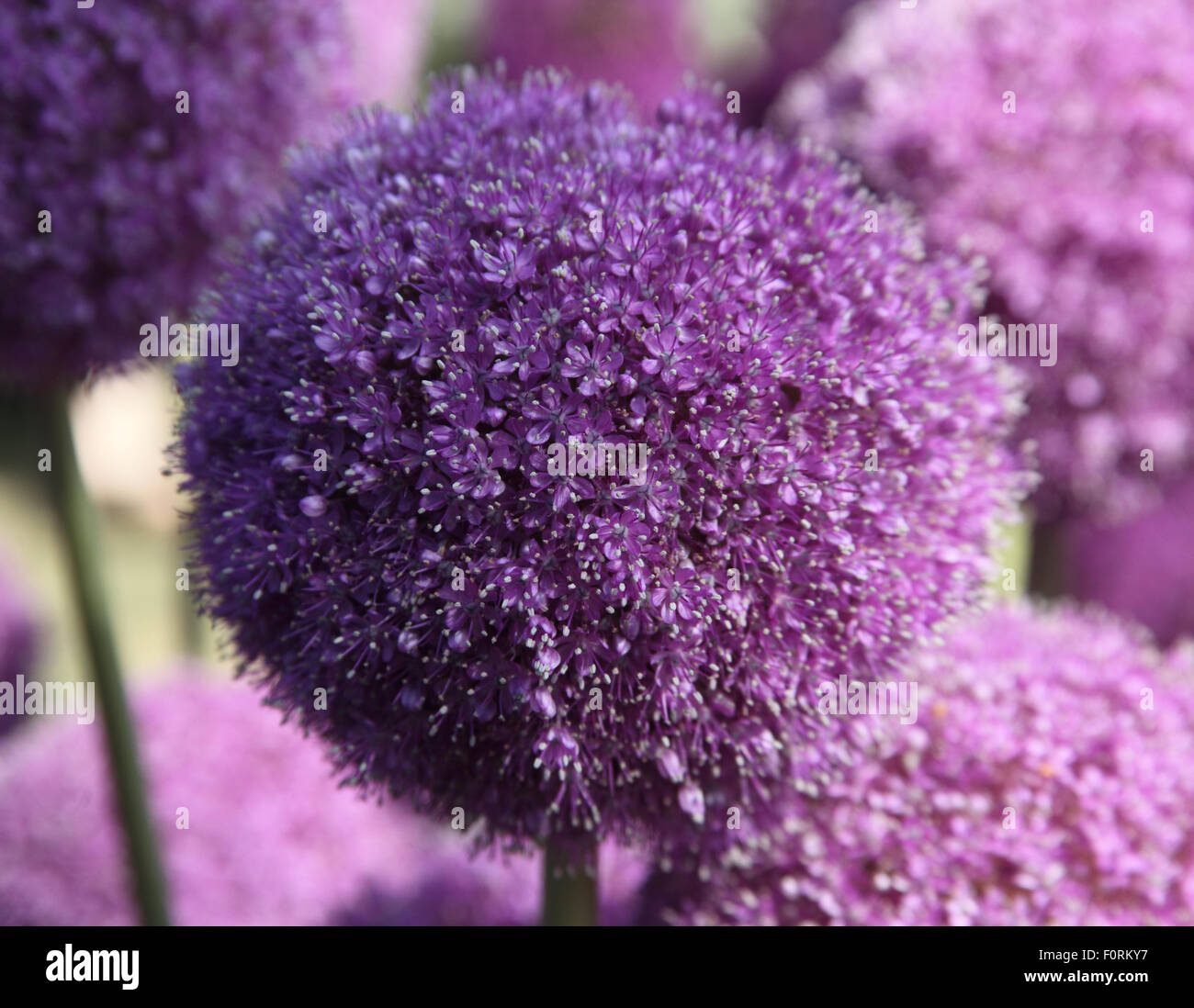 'Allium Giganteum' close up of flower Banque D'Images