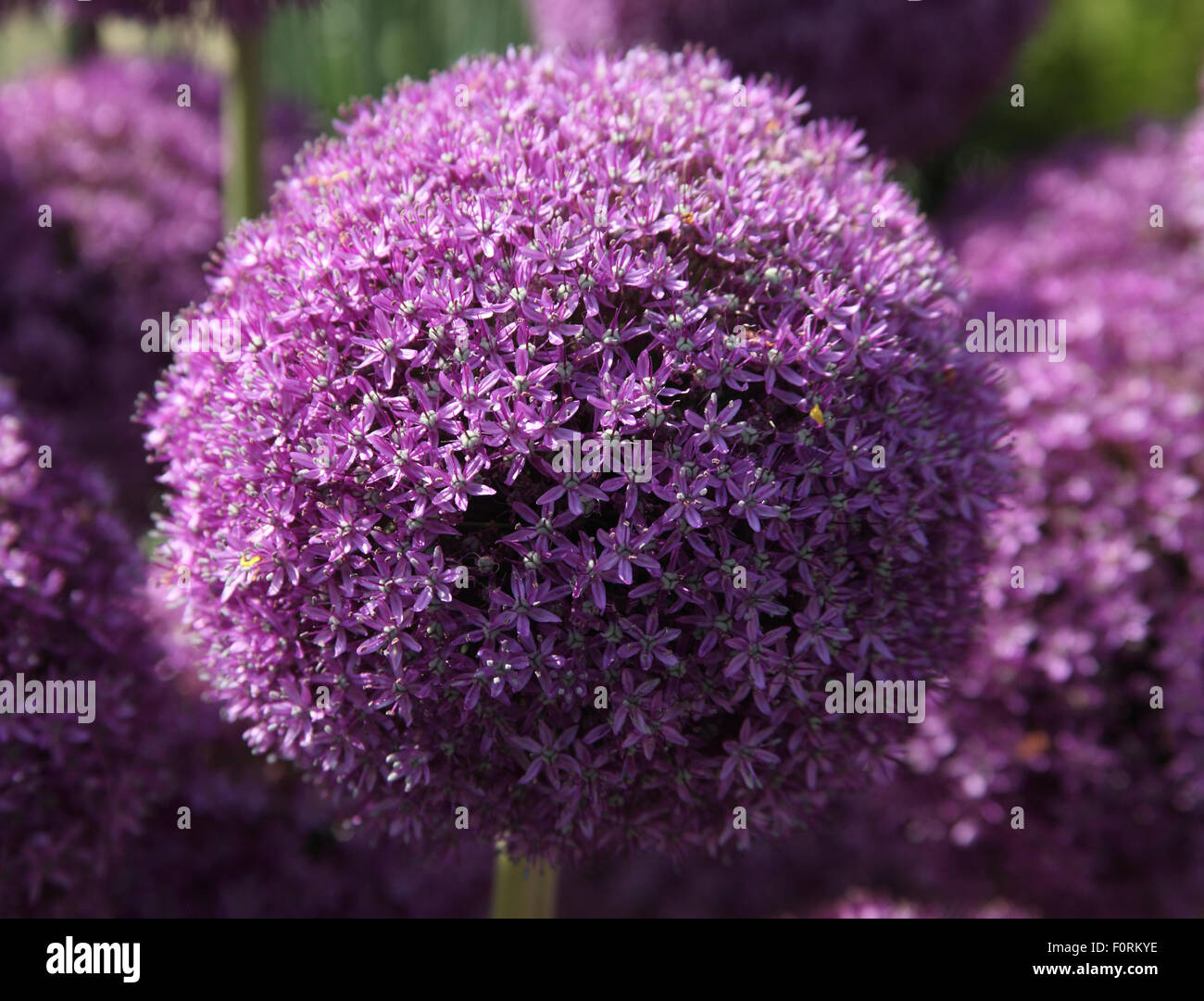 Allium 'Ambassadeur' close up of flower Banque D'Images