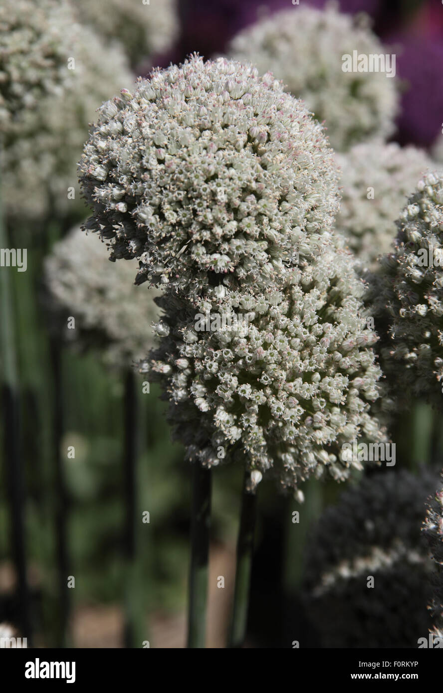 Une Saucisse végétarienne traditionnelle galloise' Allium 'close up of flower Banque D'Images