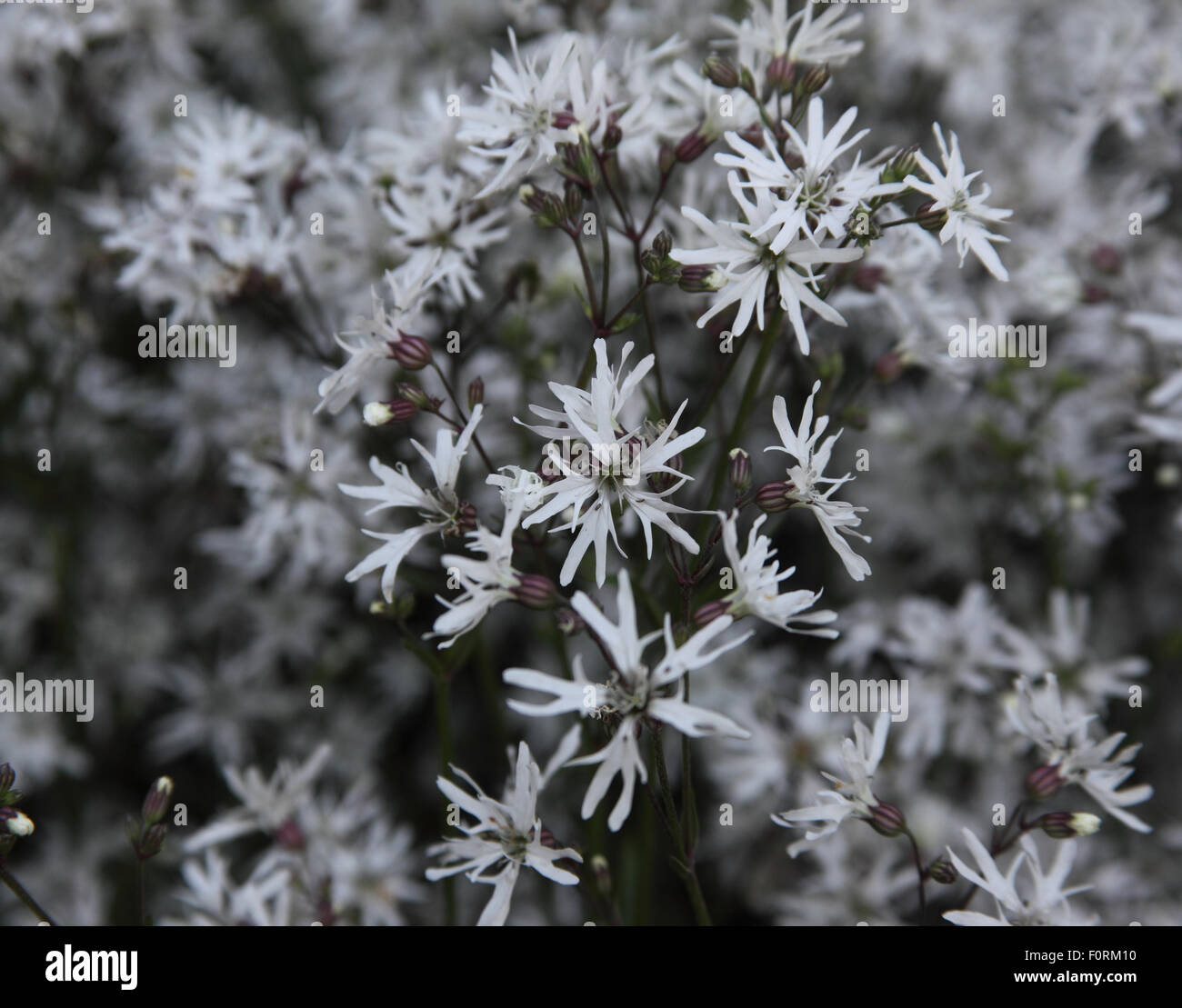 Lychus- flos-cuculi 'White Robin' close up of flowers Banque D'Images
