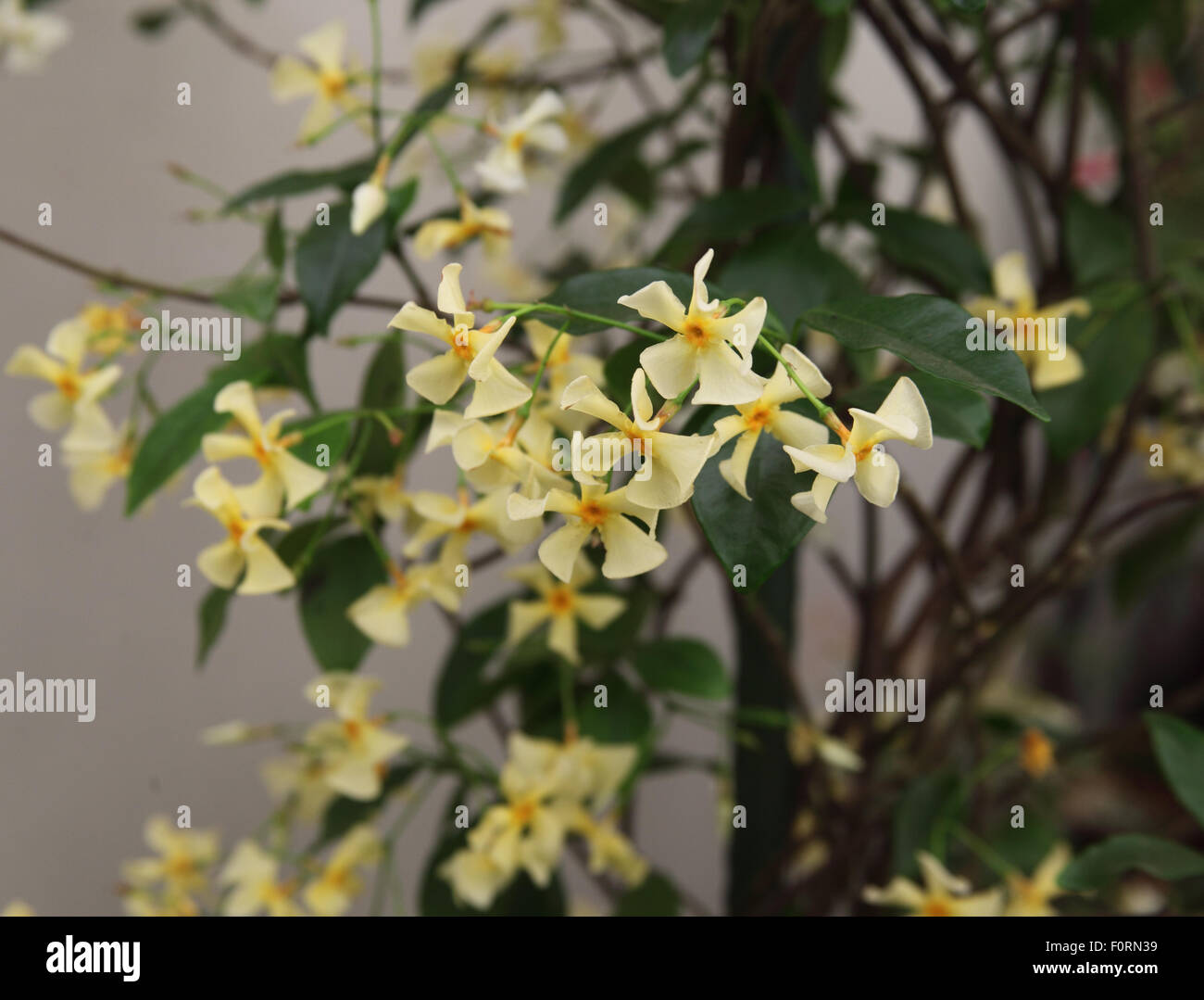trachelospermum-asiaticum-banque-de-photographies-et-d-images-haute