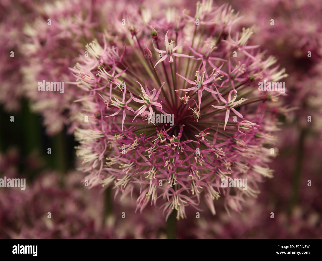 Jesdiamum Allium 'Early Emperor' close up of flower Banque D'Images