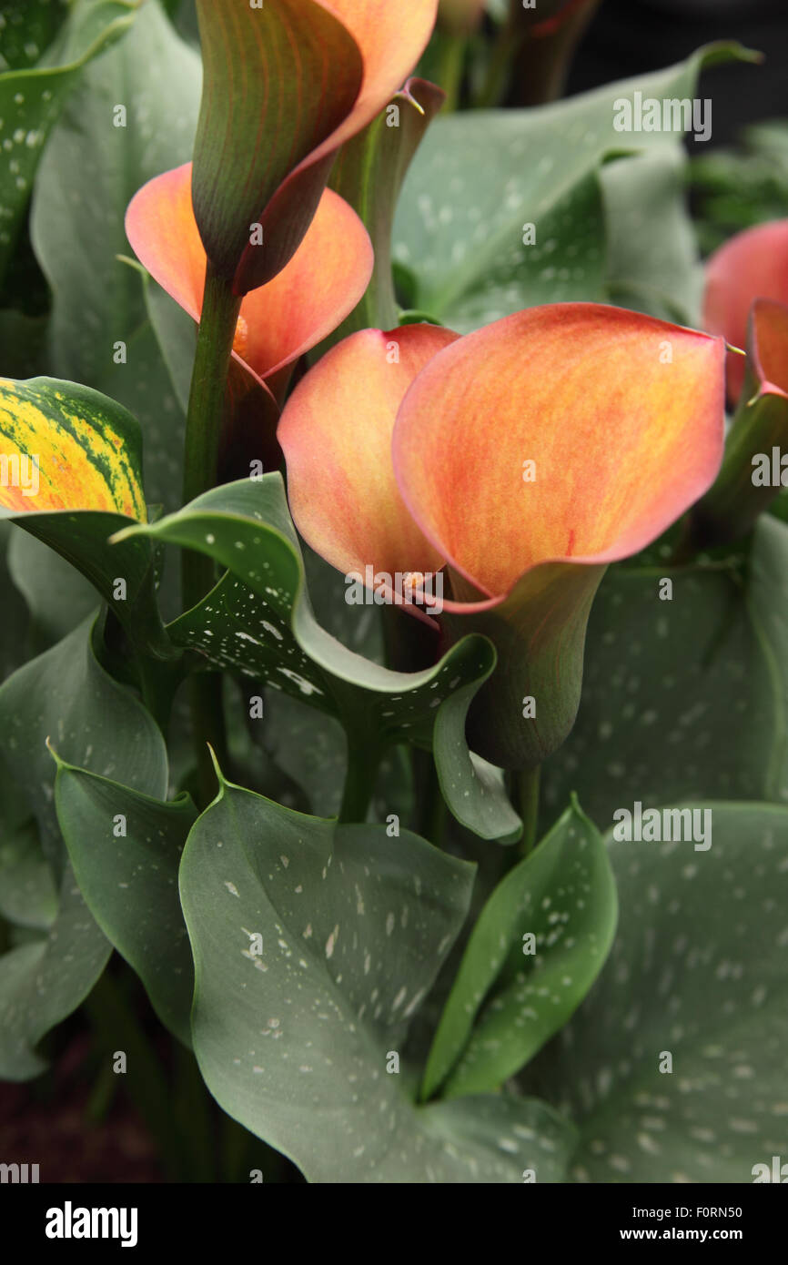 Zantedeschia 'Alerte Rouge' close up of flower Banque D'Images