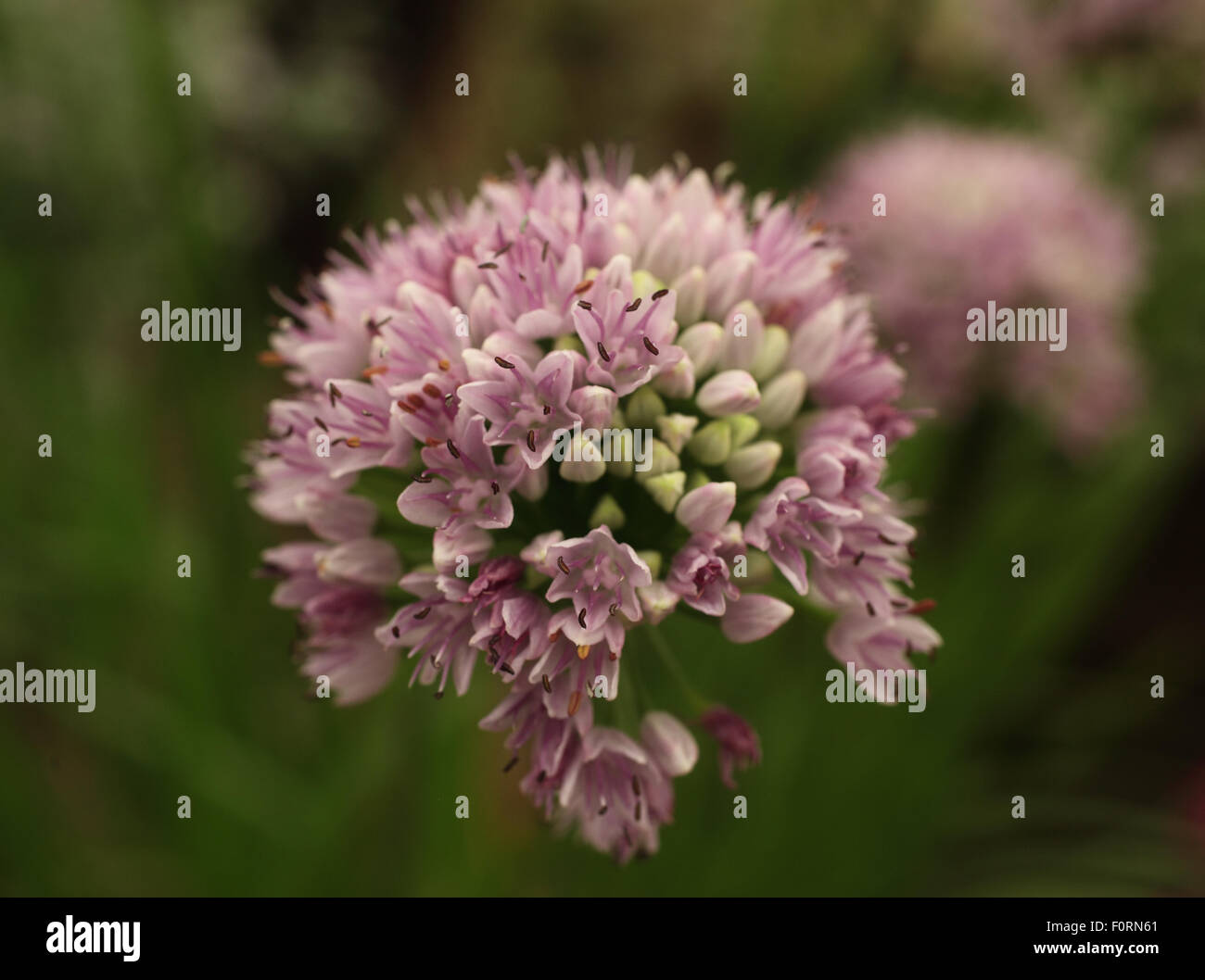 L'allium angulosum close up of flower Banque D'Images