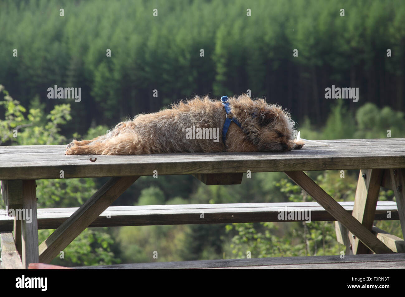 Border terrier endormi sur une table de pique-nique Banque D'Images