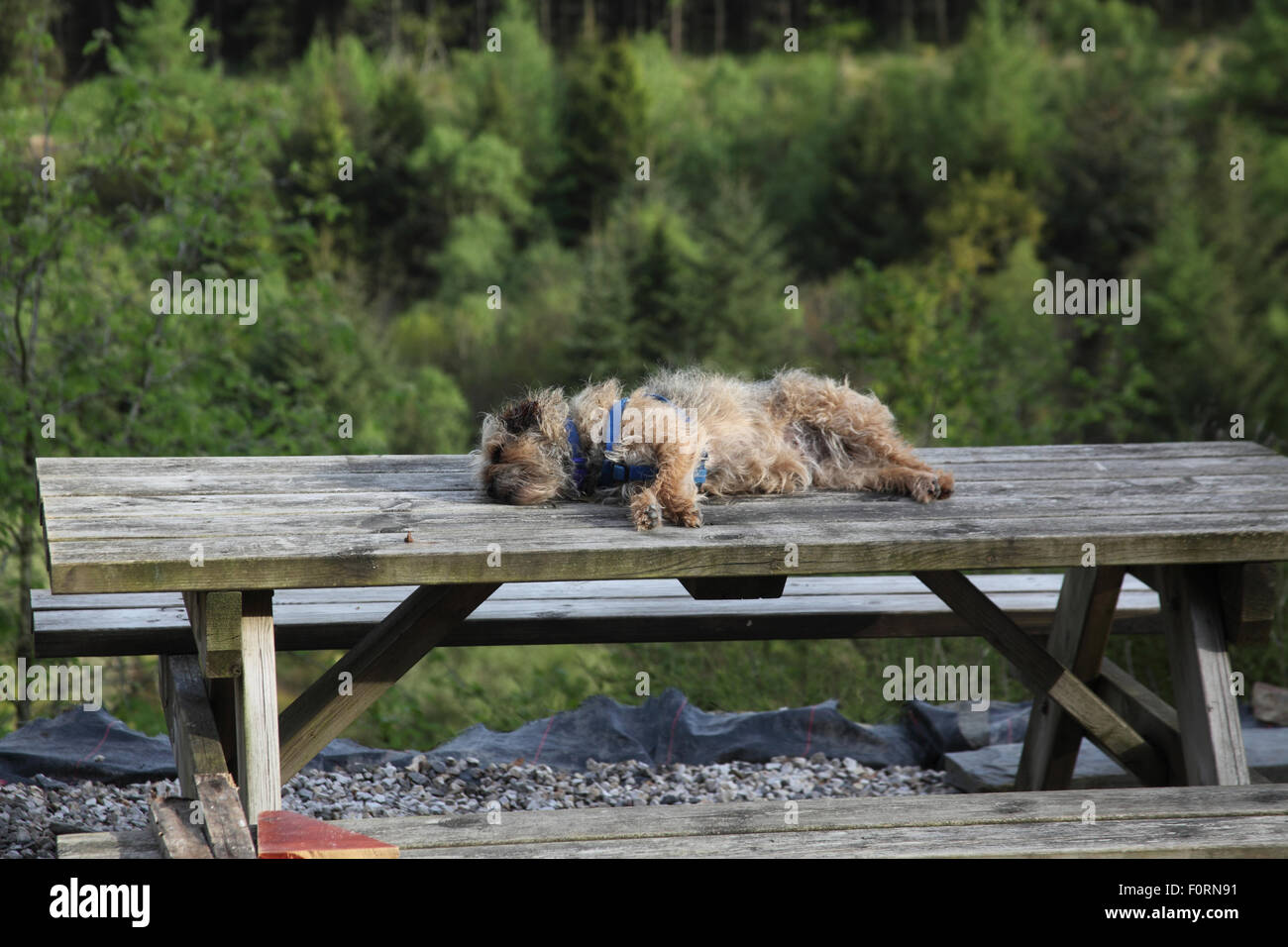 Border terrier dormir sur une table de pique-nique Banque D'Images