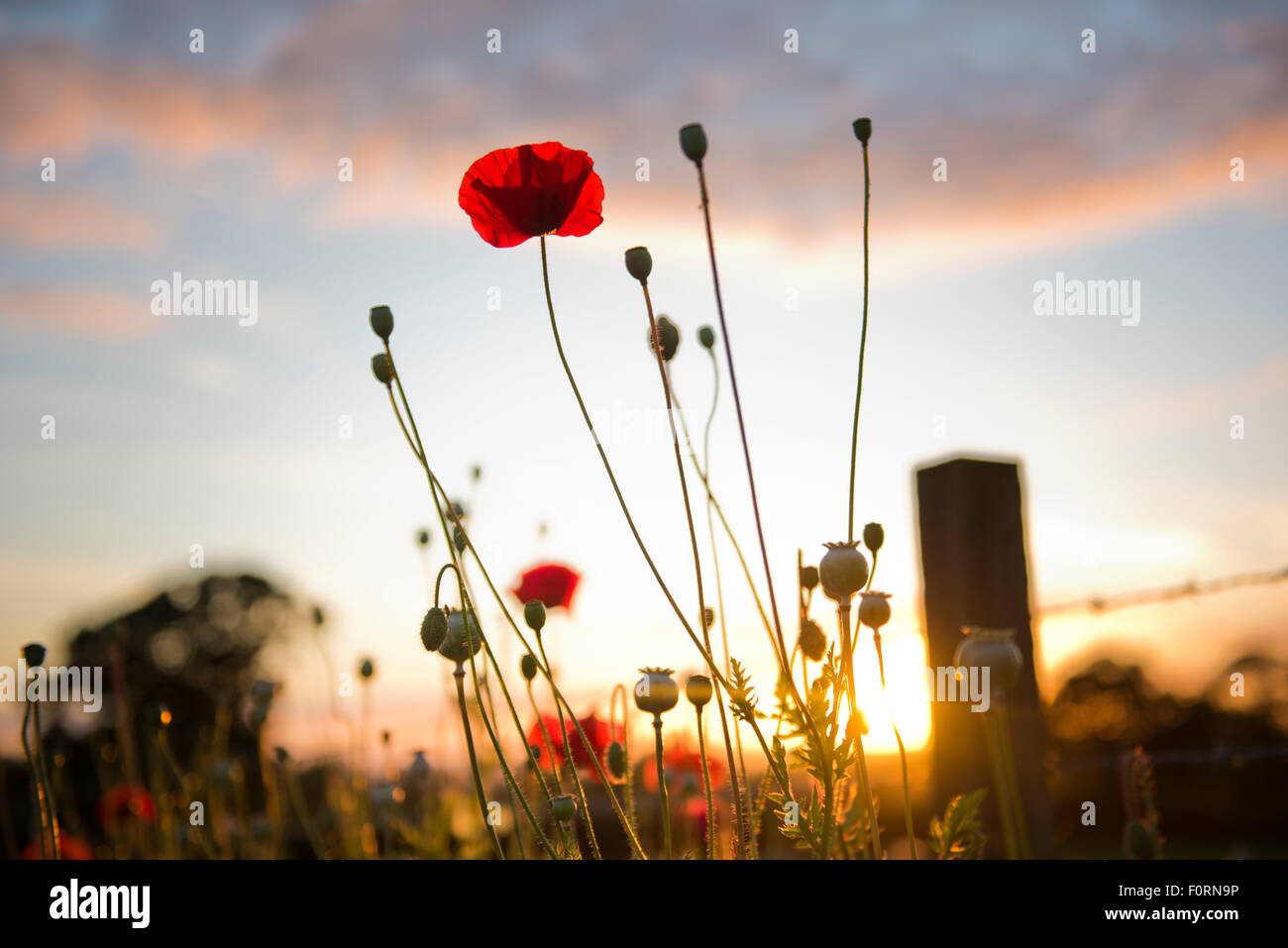 Coquelicots Banque D'Images