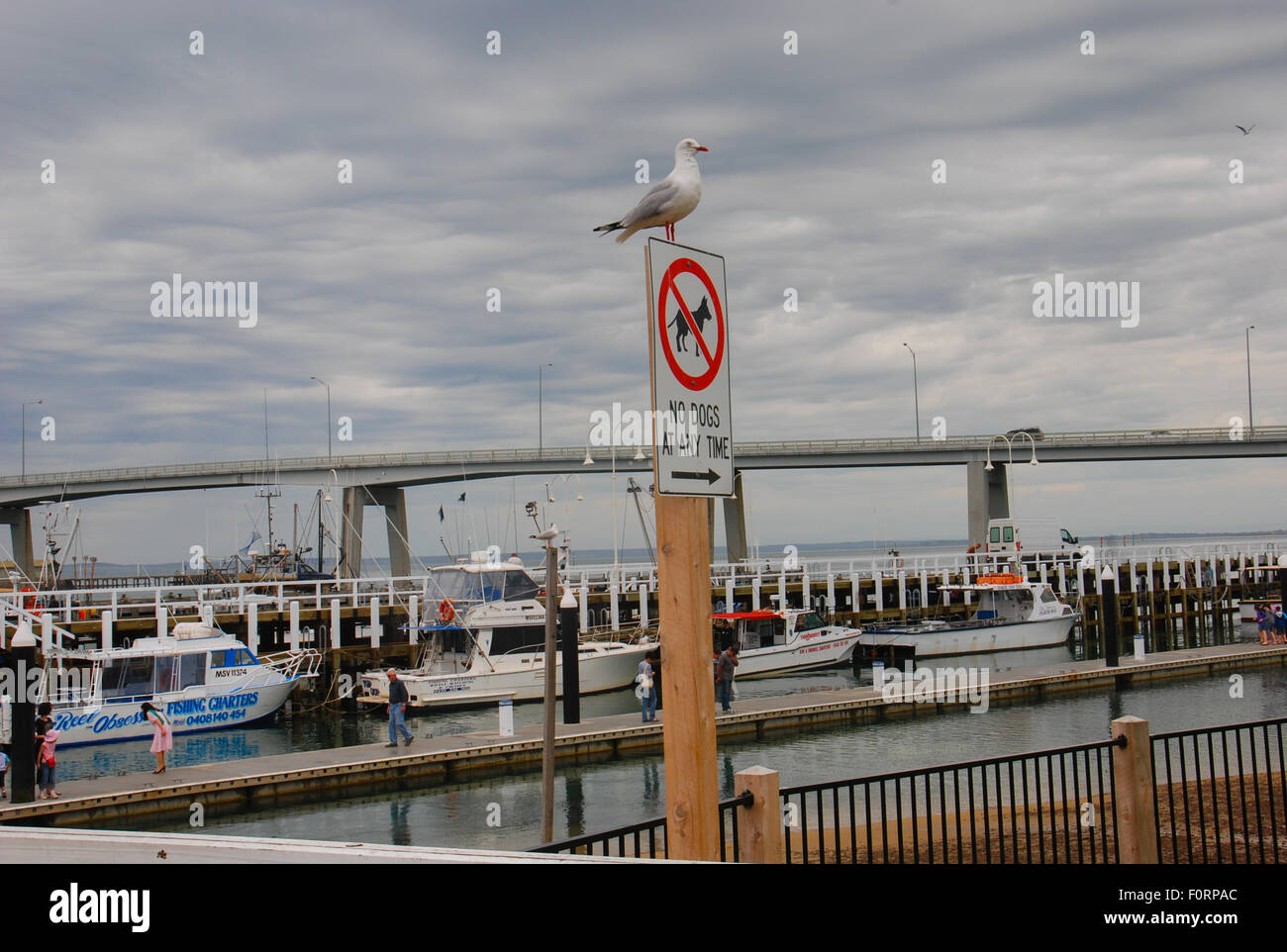 Mouette sauvage percher sur 'dog interdite'. Banque D'Images