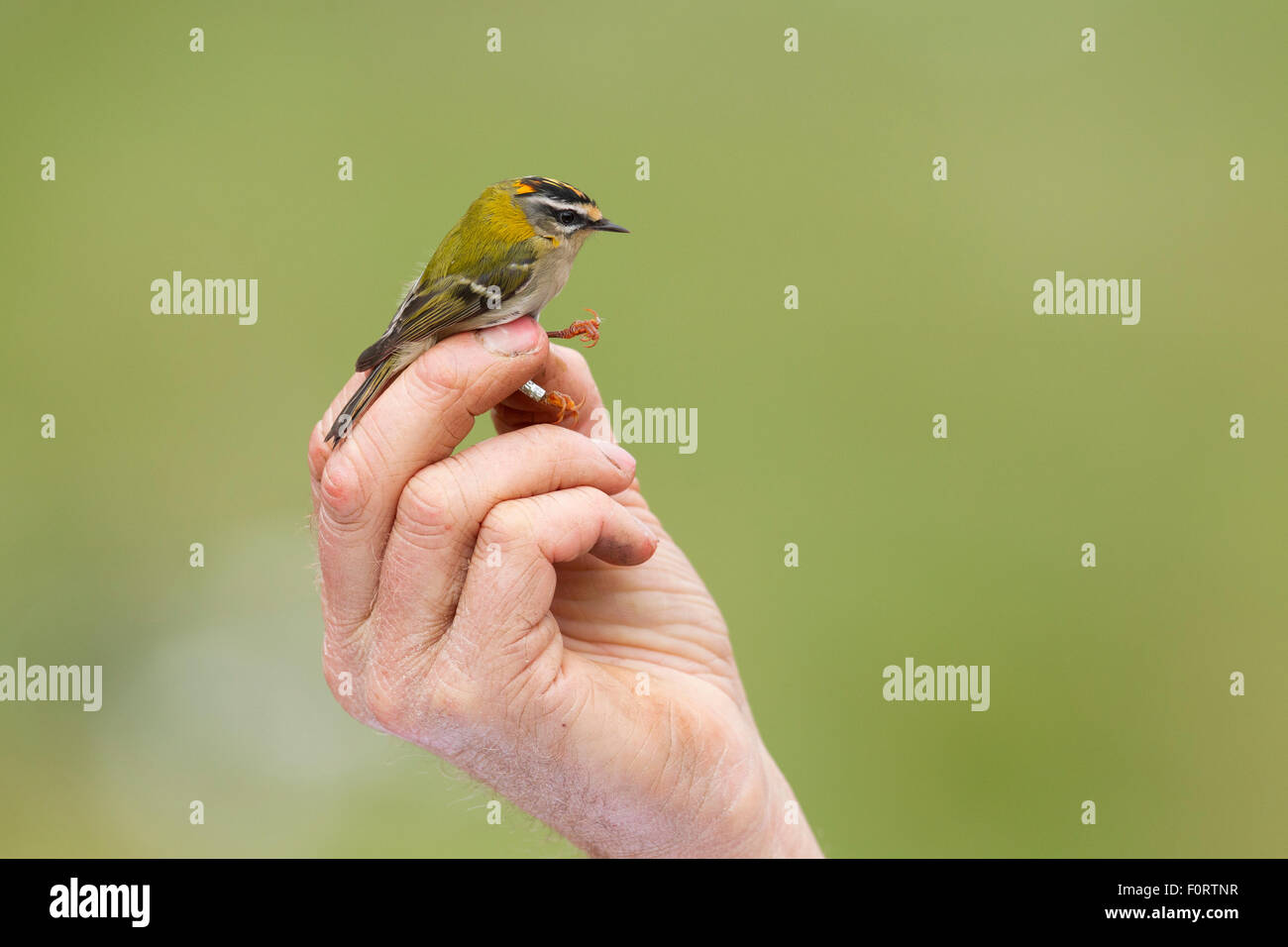 Hand holding (Regulus ignicapillus Firecrest) capturé en filet pour sonnerie dans l'attribution, Grande-Synthe, Dunkerque, France, septembre 2010, parution du modèle Banque D'Images