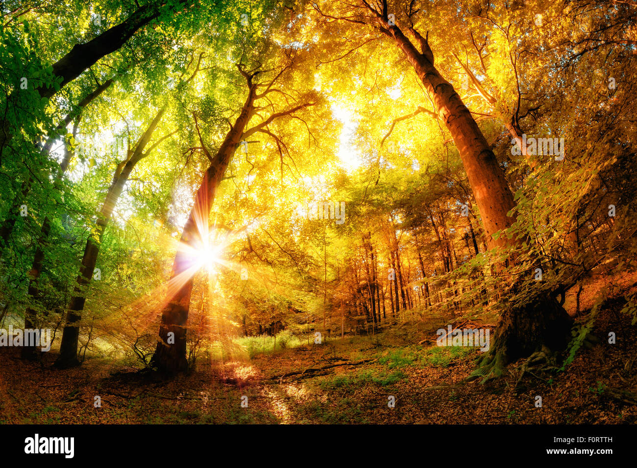 Forêt magique des paysages avec un mélange de couleurs d'été et d'automne et le soleil brille à travers les feuilles Banque D'Images
