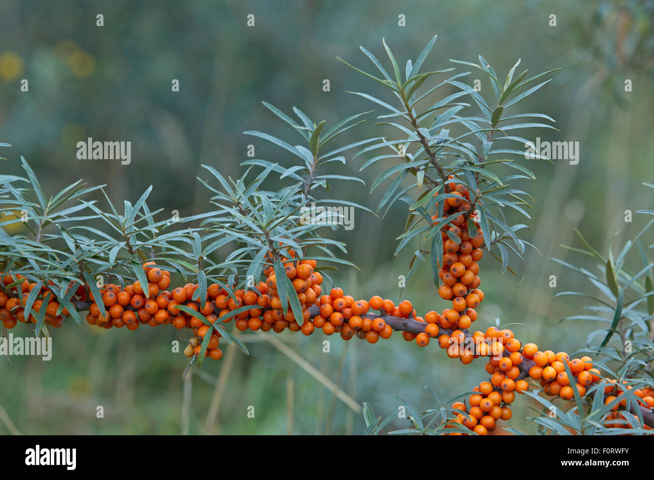 L'argousier (Hippophae rhamnoides) petits fruits, Grande-Synthe, Dunkerque, France, septembre 2010 Banque D'Images