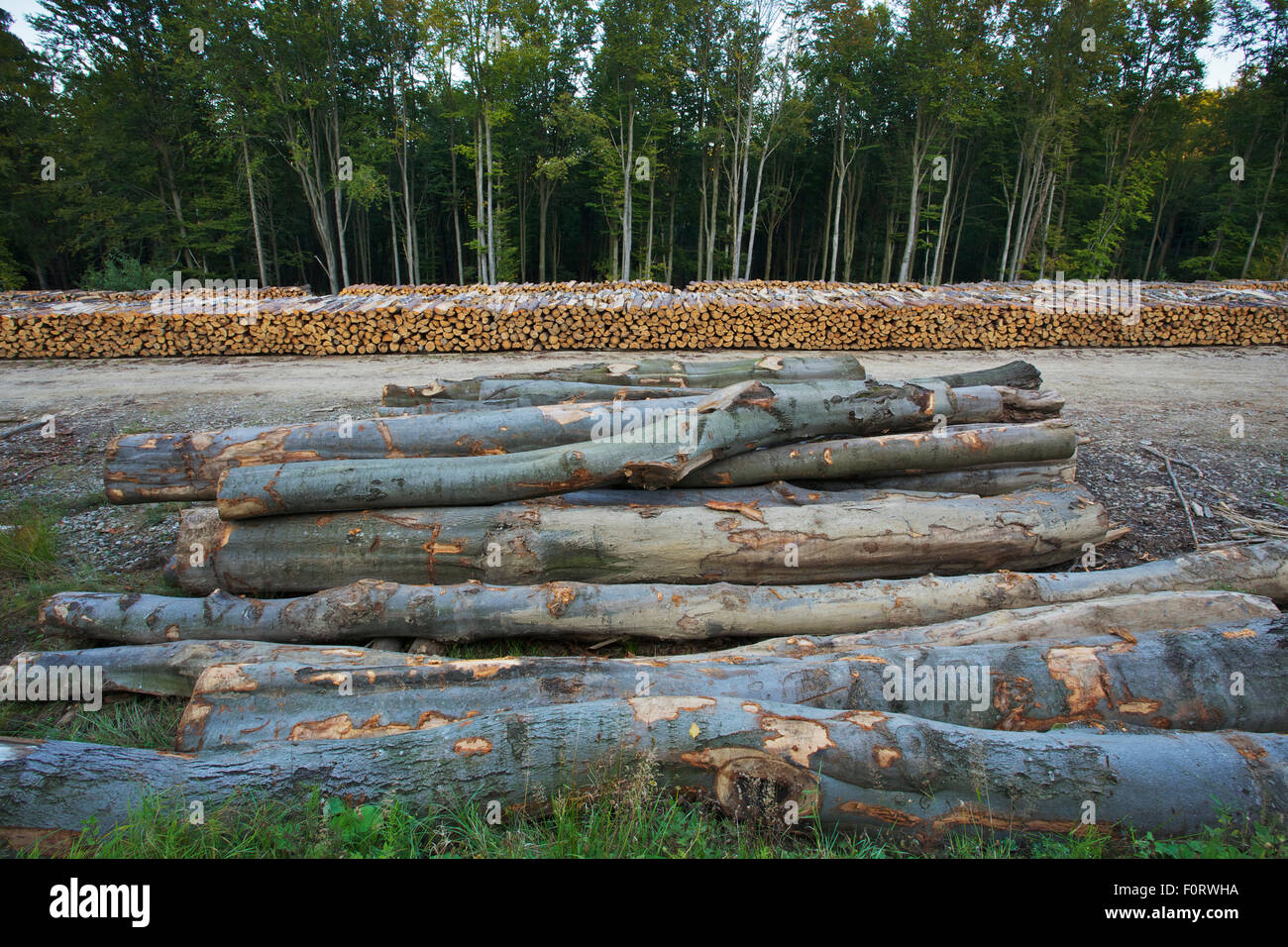 Des grumes coupées du Scot pin (Pinus silvestris), bouleau (Betula sp) et Common / hêtre européen (Fagus sylvatica) à un parc à bois des forêts de l'état, près de la frontière Polish-Slovakian, Pologne, septembre 2011 Banque D'Images