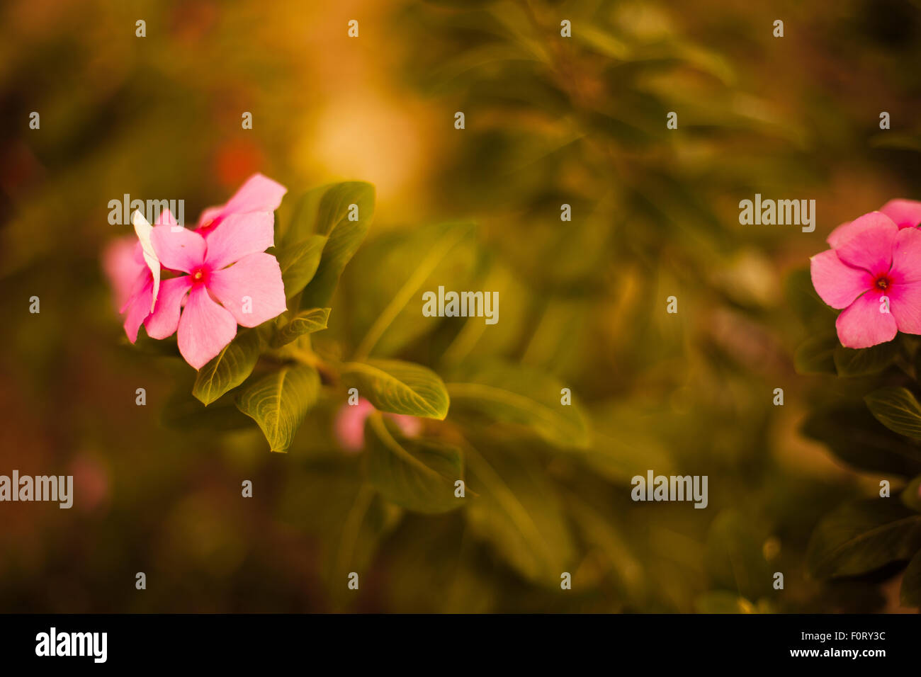 Fleurs periwinkle toujours en fleur Banque D'Images