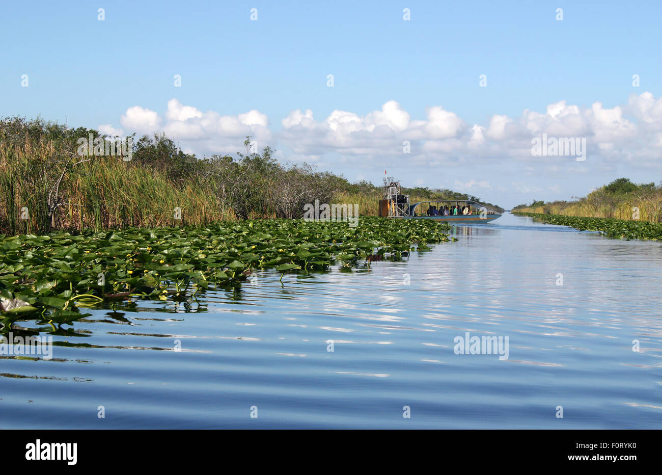 Des zones humides tropicales sur Airboat dans le parc national des Everglades en Floride Banque D'Images
