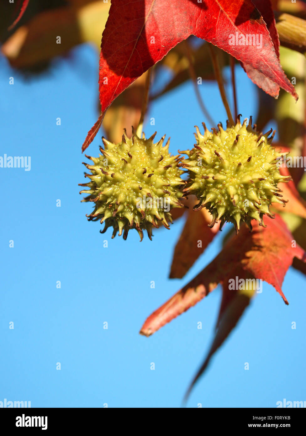 Arbre d'automne sur fond de ciel bleu Banque D'Images