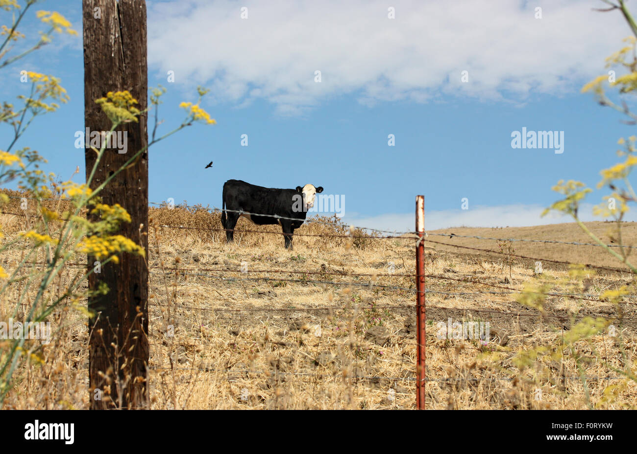 Dans le domaine de la vache solitaire Banque D'Images