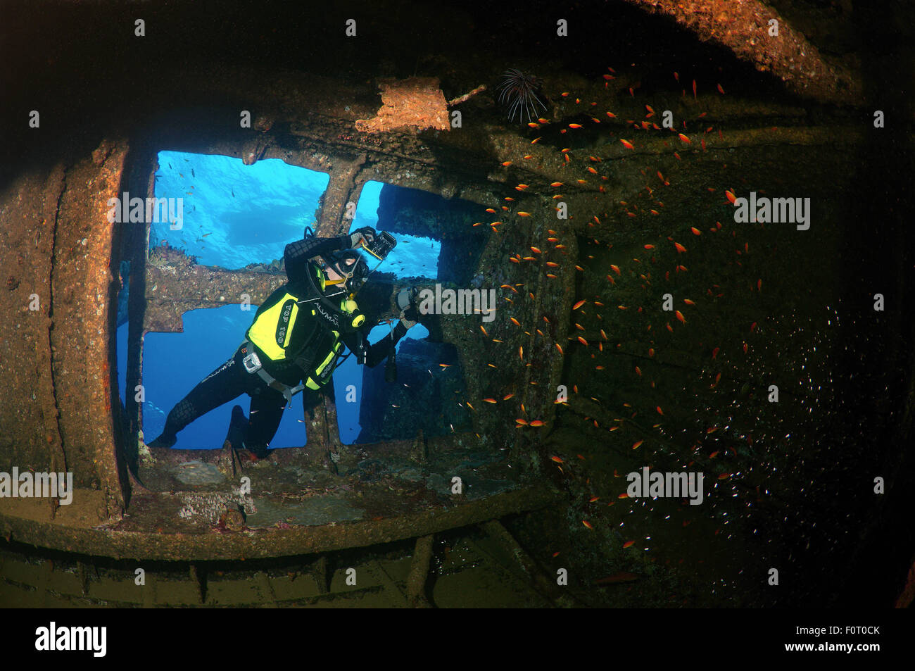 Mer Rouge, Egypte. 15 Oct, 2014. Le moteur de recherche plongeur prix wreckship Gianis D. Mer Rouge, Sharm El Sheikh, Egypte © Andrey Nekrasov/ZUMA/ZUMAPRESS.com/Alamy fil Live News Banque D'Images