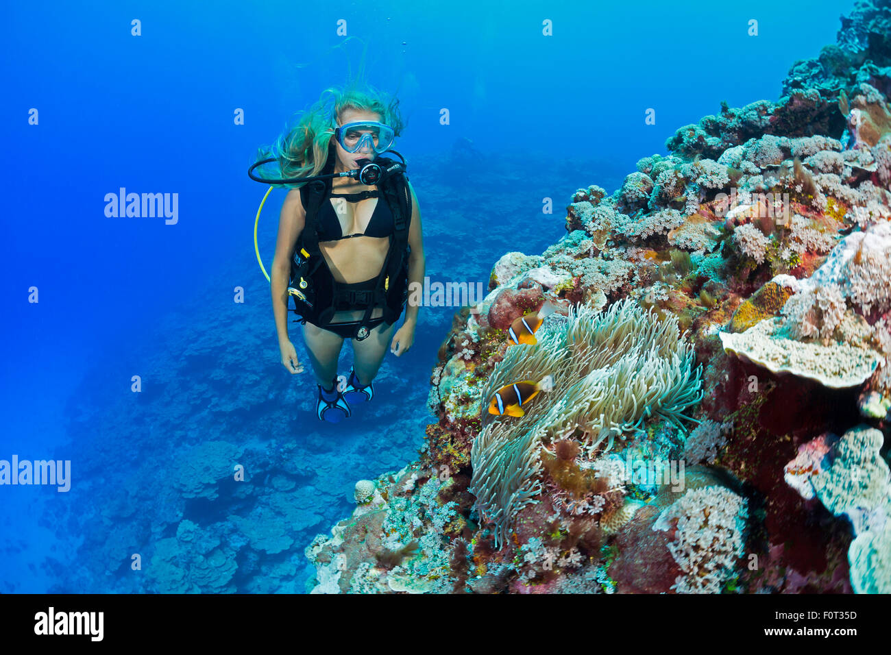 Un plongeur (MR) et le poisson clown, Amphiprion clarkii, sur le mur extérieur du récif au large de l'île de Yap, Micronésie. Banque D'Images