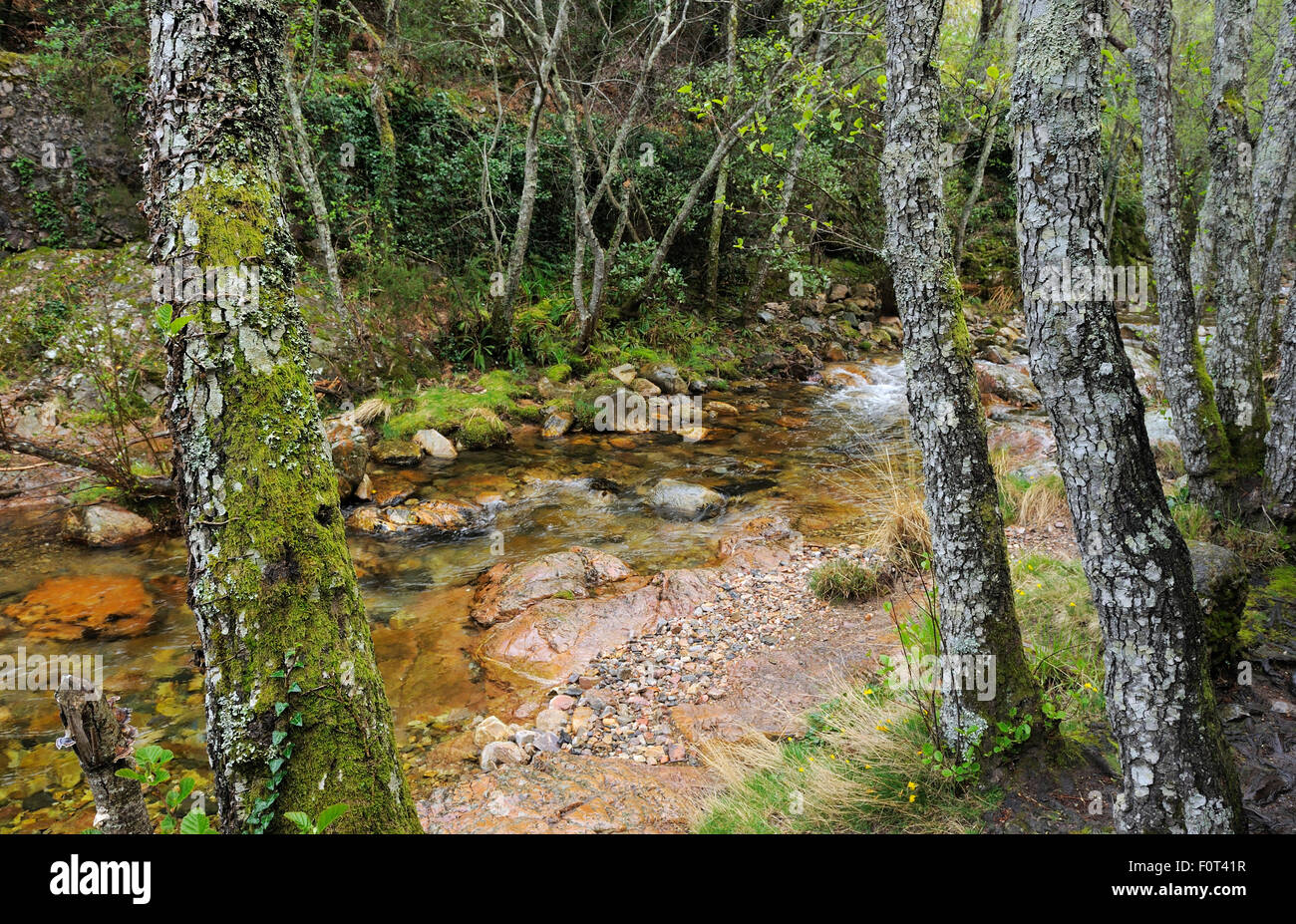 Forêt de feuillus d'origine antique outre le monastère Las Batuecas en Sierra de Gata, Salamanca, Espagne, Mars 2011 Banque D'Images