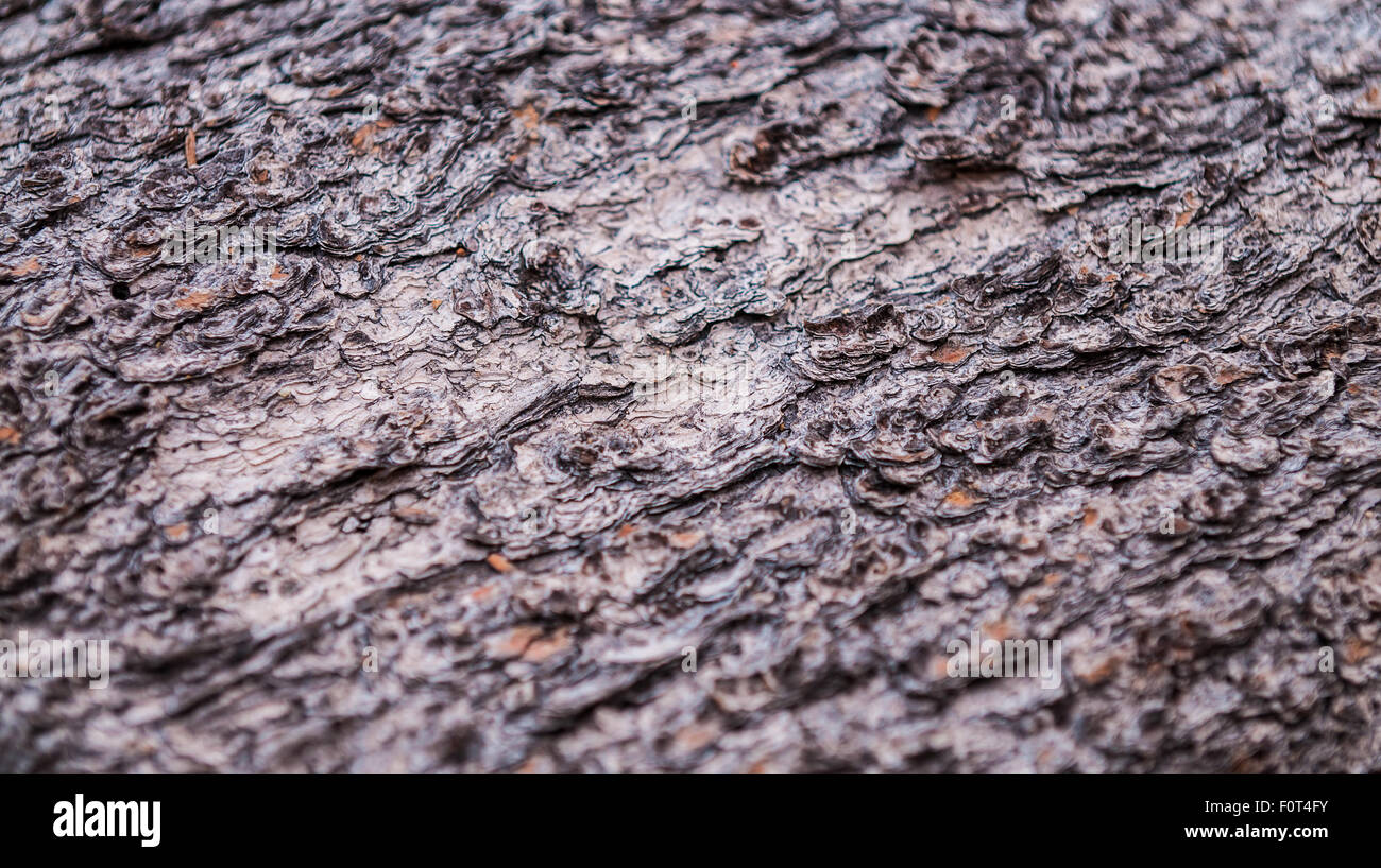 L'écorce des arbres texture background pattern close-up du pin ponderosa Banque D'Images