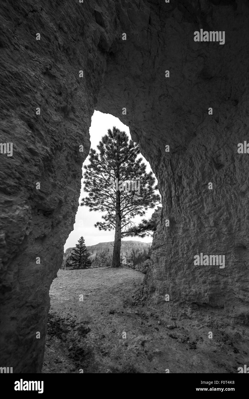 Seul Arbre encadrée par une arche de grès Bryce Canyon Banque D'Images